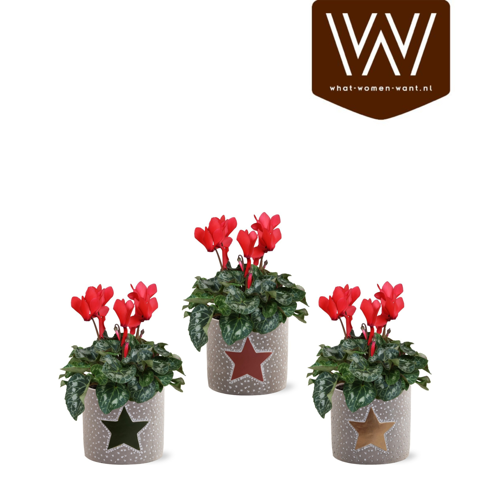 Collectie"Nature World" Rood Cyclaam in keramiek Jazz, D 14