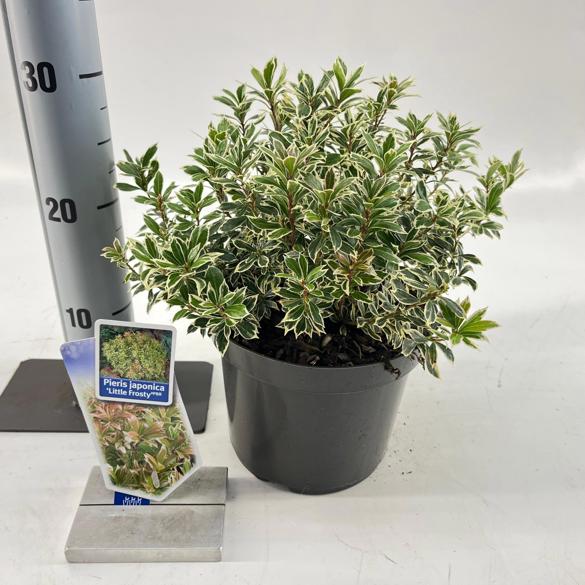 Pieris jap. ‘Little Frosty’ PBR, D 19 cm