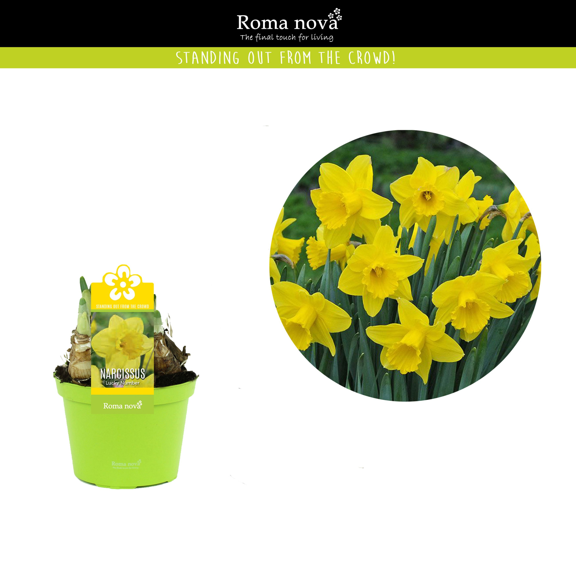 Narcissus Lucky Number 12cm, D 12
