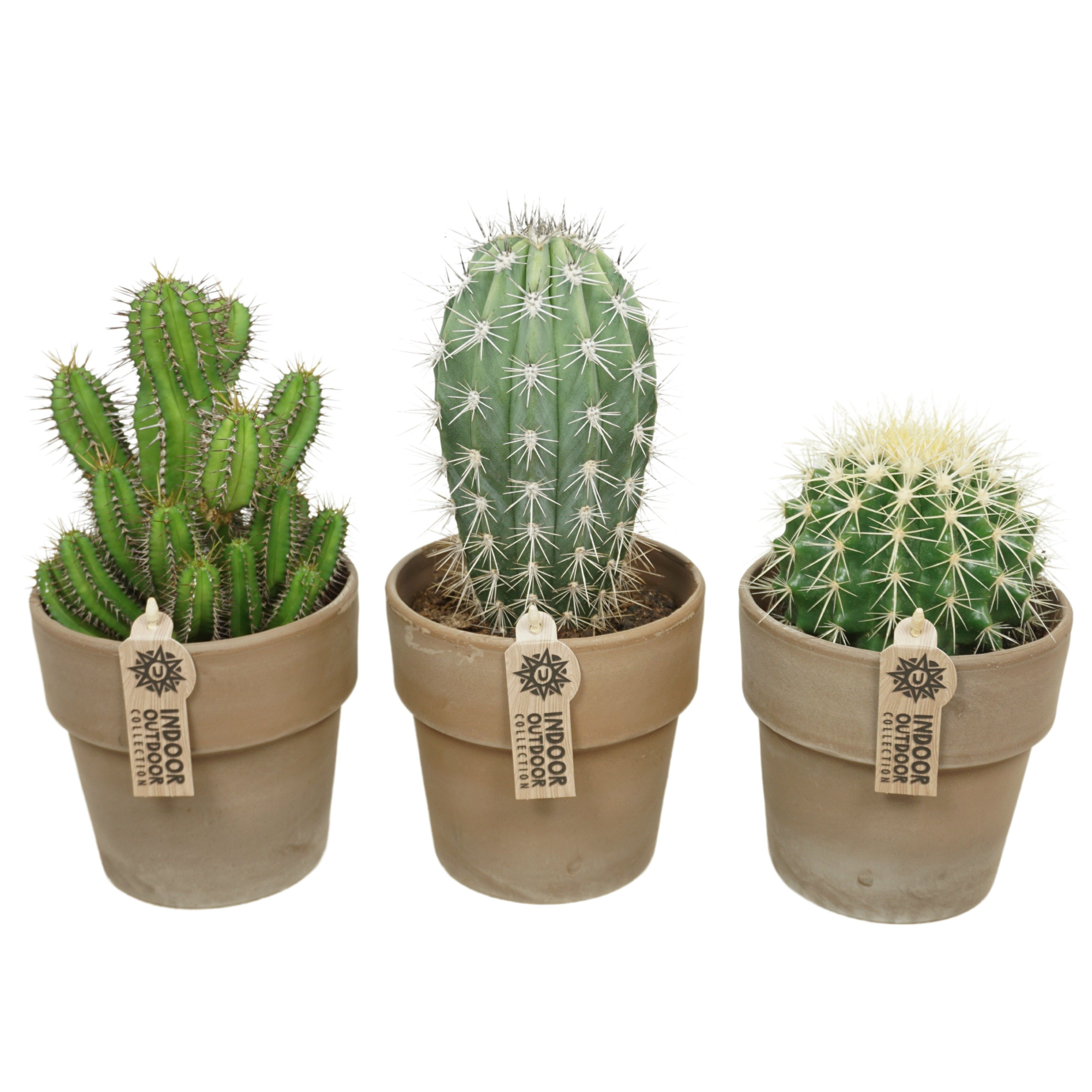 Cactus mix in 15 cm 'Grijze Kraagpot', D 13 cm
