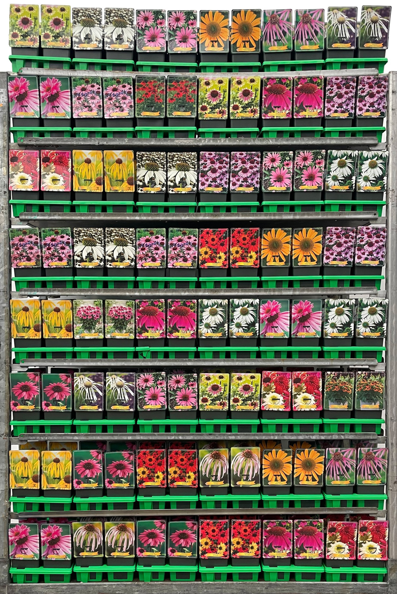 Echinacea Mix CC P11, D 11