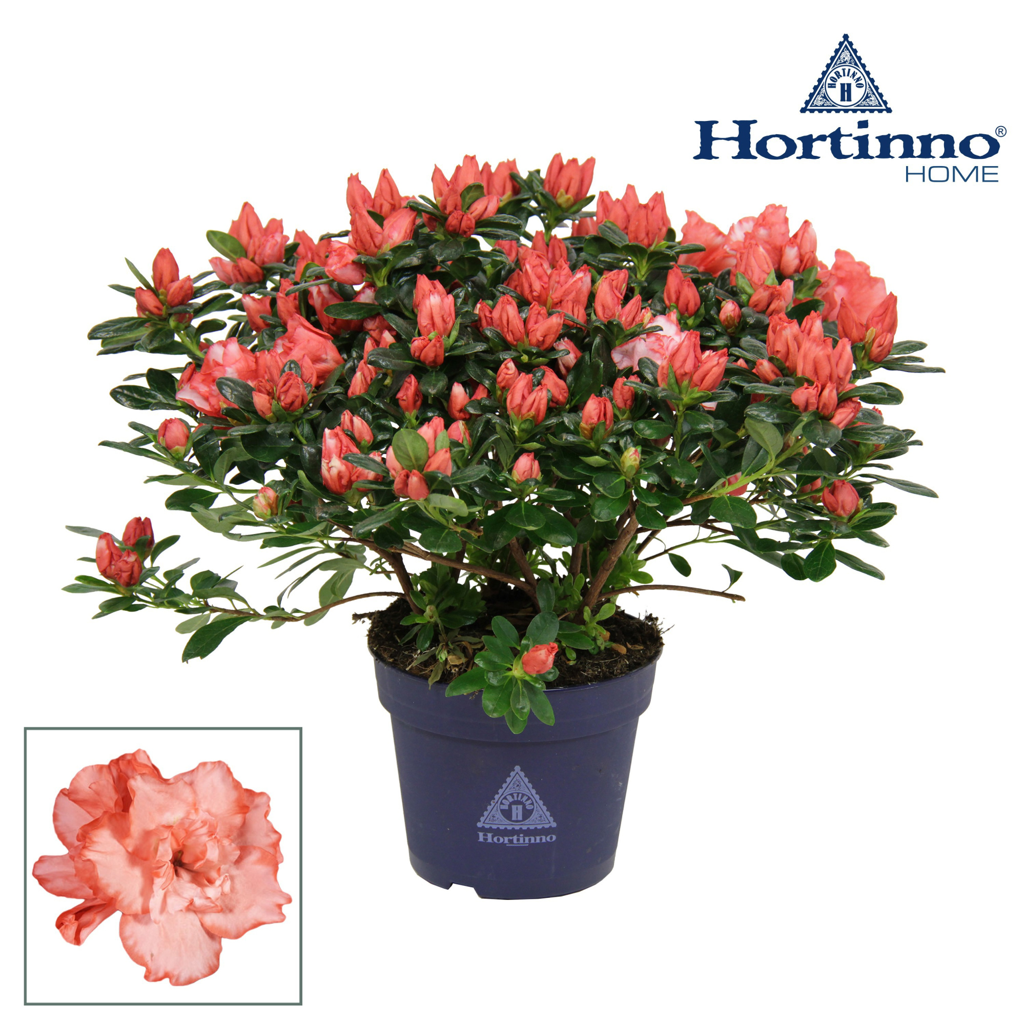 Hortinno® Home 'bicolor' 35 - 37 cm, D 15