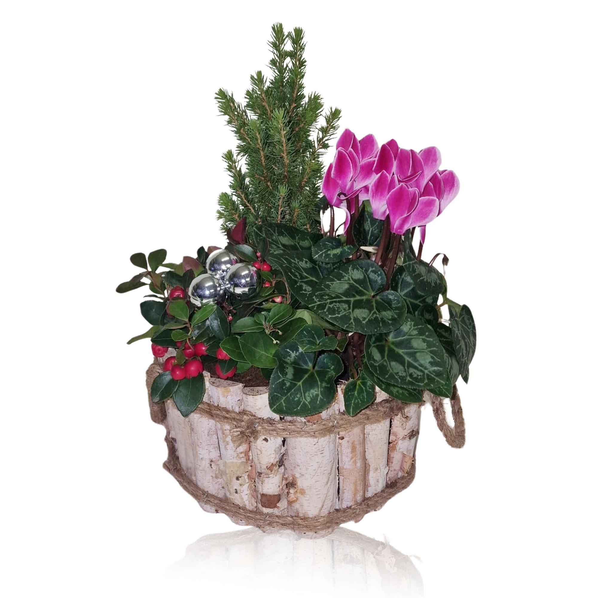 Collectie Anna Winter Specials Arrangement in Houten Bak Rond 23 cm, D 23