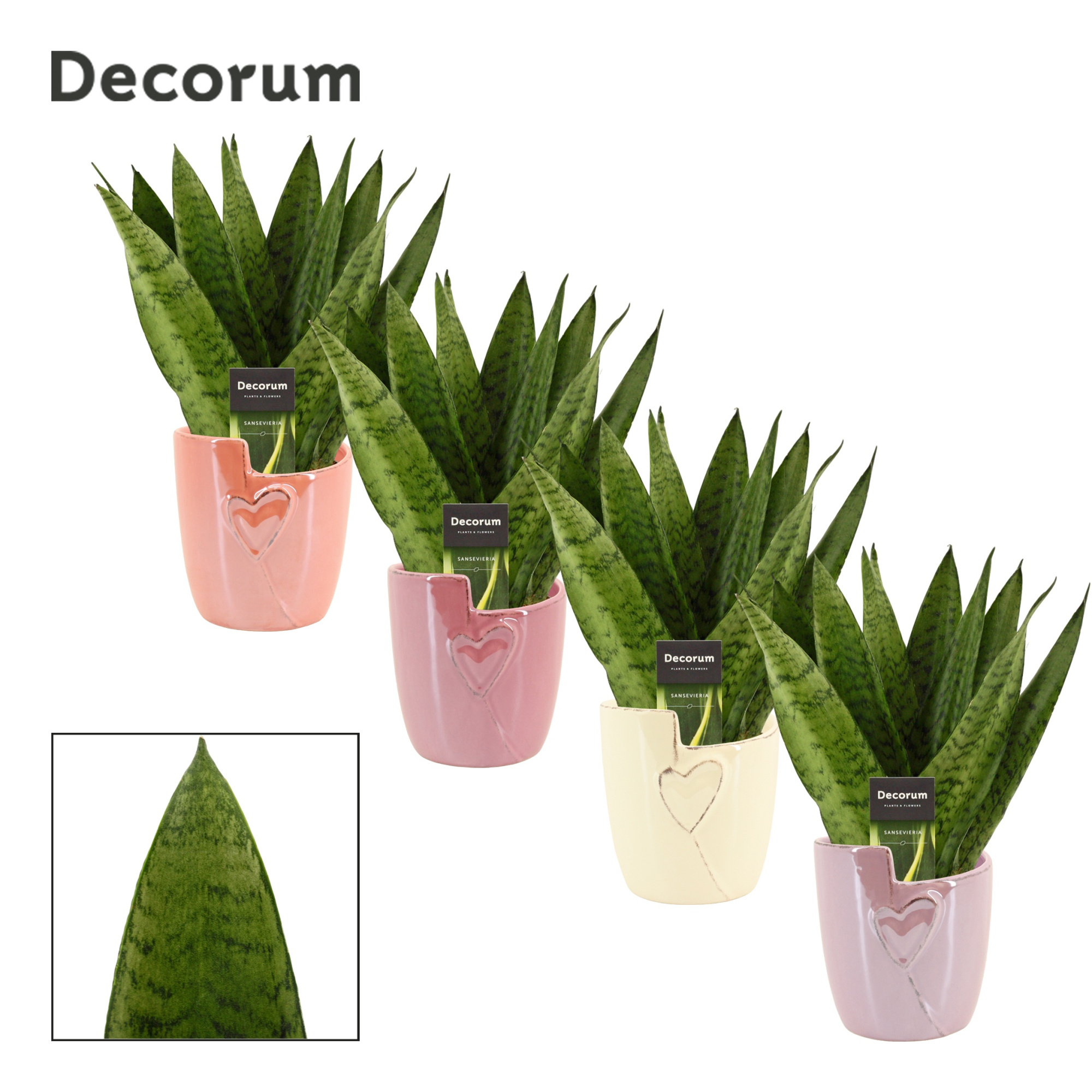 Sansevieria Zeylanica Fan 12 cm in Joa (Special moods-collection, D 12