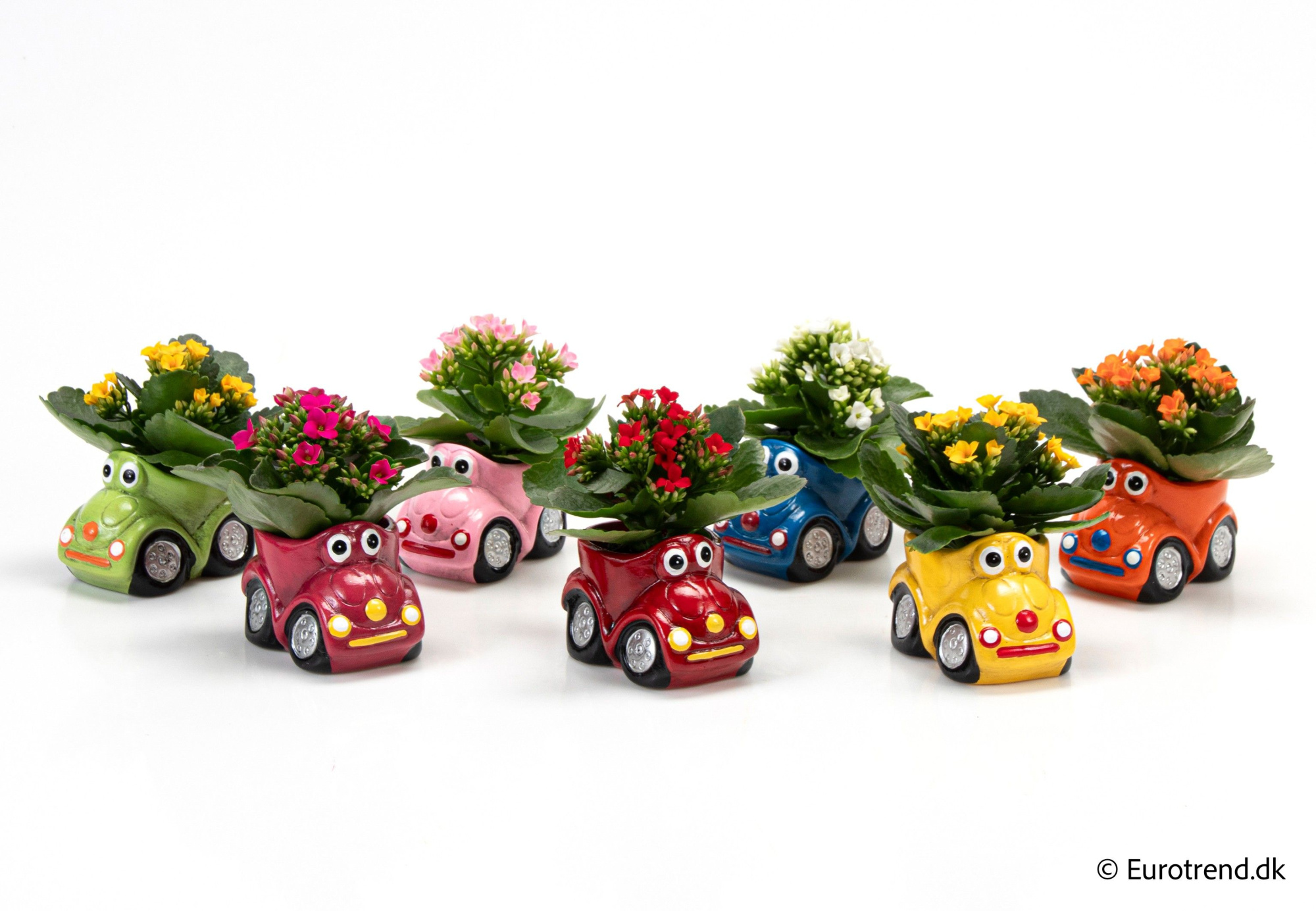 Kalanchoe in ceramic - Spring, Summer & Autumn 2025, D 6 cm