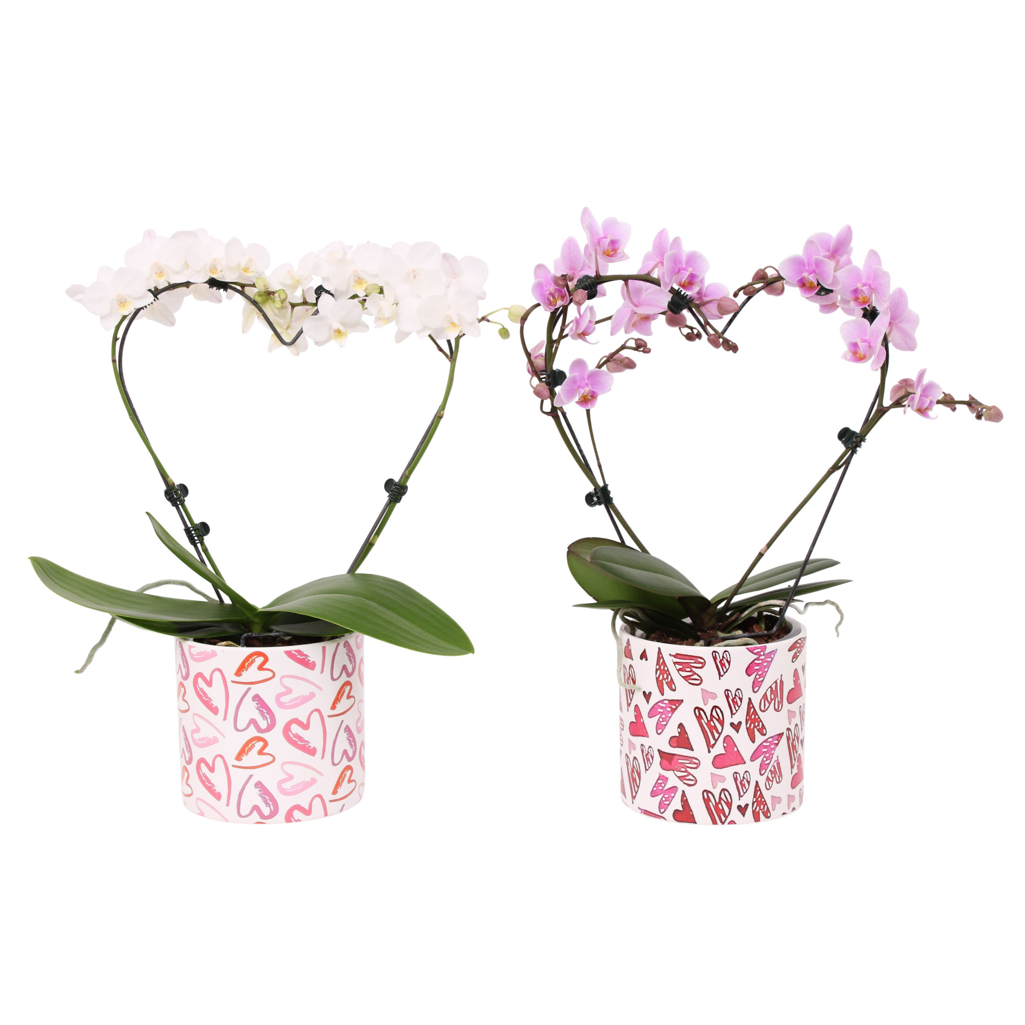 Phal. Multi vorm mix "Blossoming Heart" in BGC026 Julia keramiek, D 12