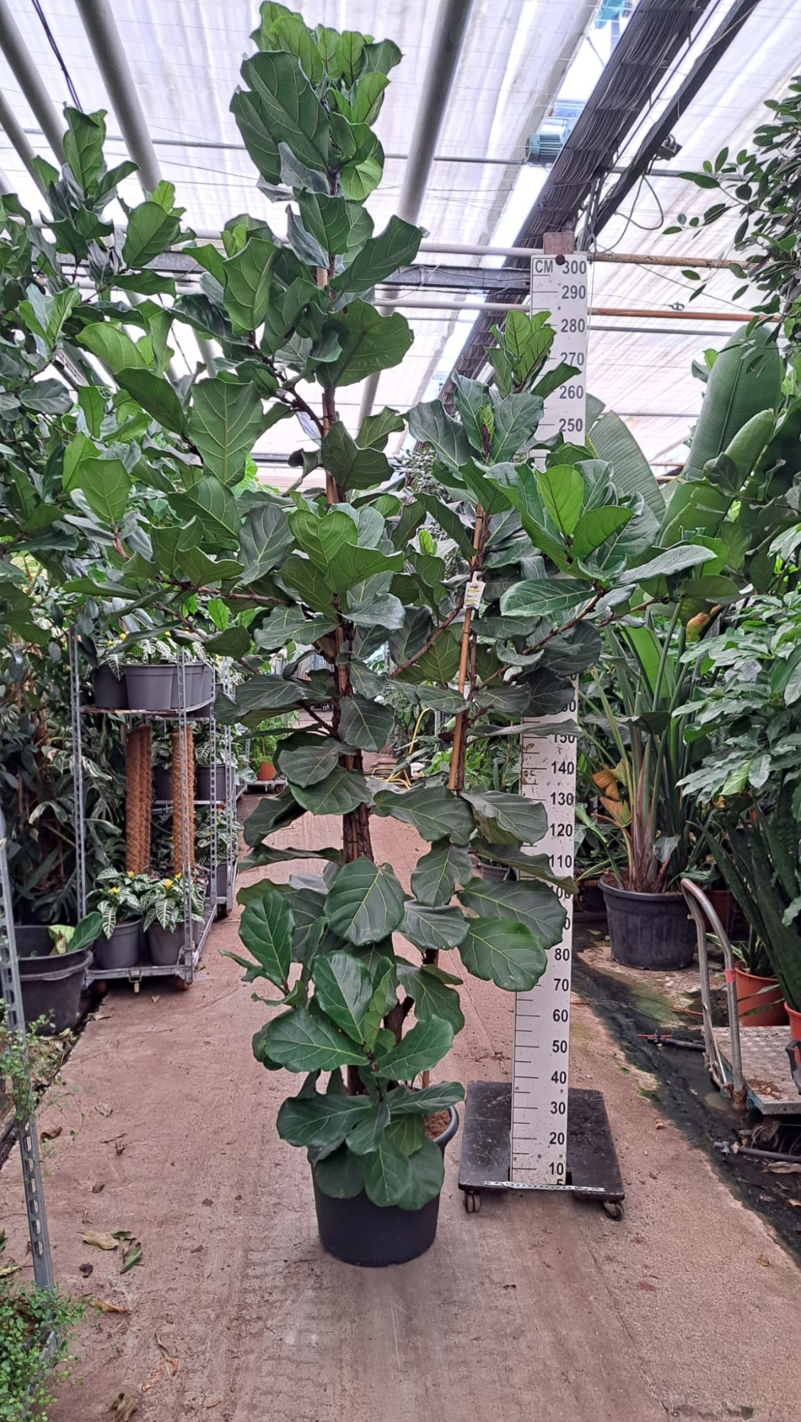 Ficus Lyrata vertakt 300, D 45 cm