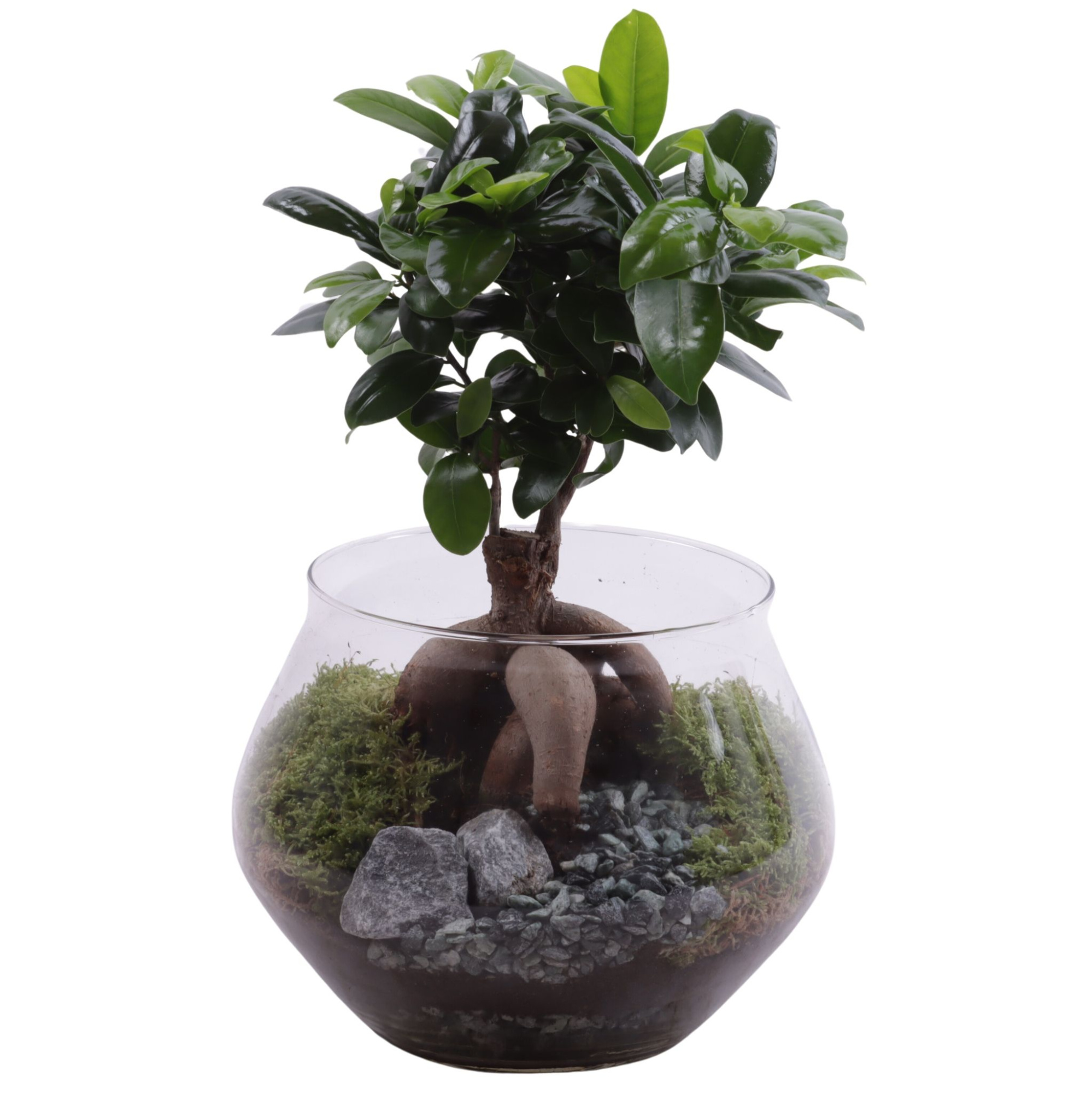 Ficus m. Ginseng Ø12cm in Glass UFO Vase Ø20cm, D 20