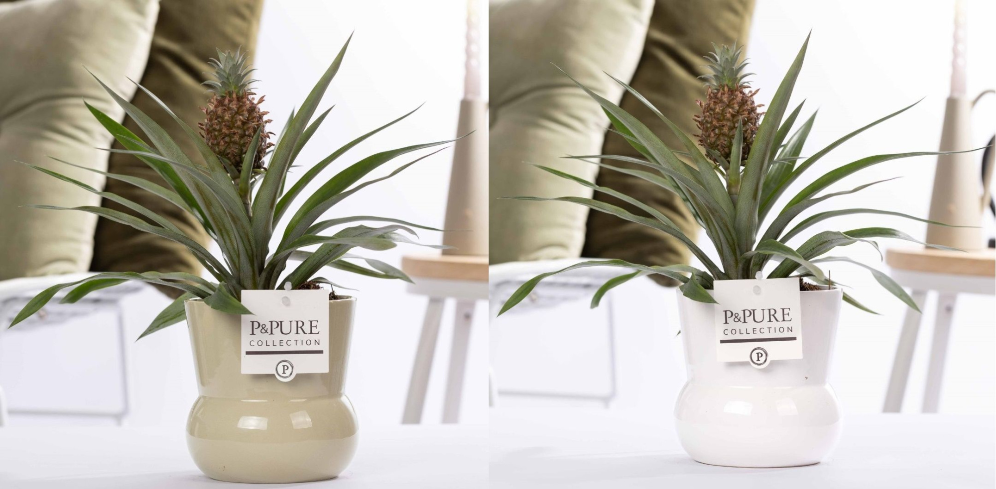 Ananas Rosita in P&PURE Plant Vase Maxima ass. 2, D 12 cm