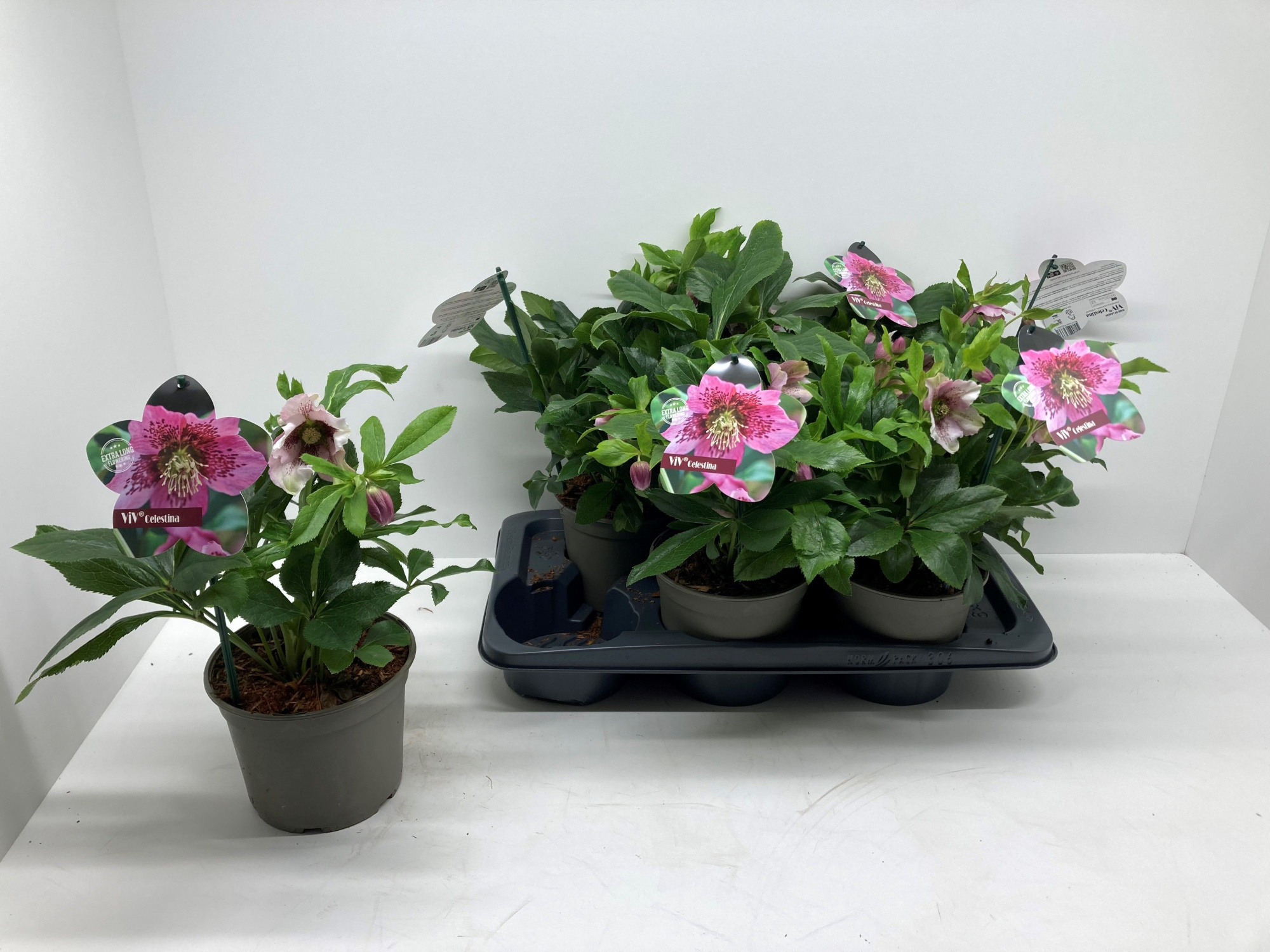 Helleborus orientalis 'ViV Celestina', D 17 cm