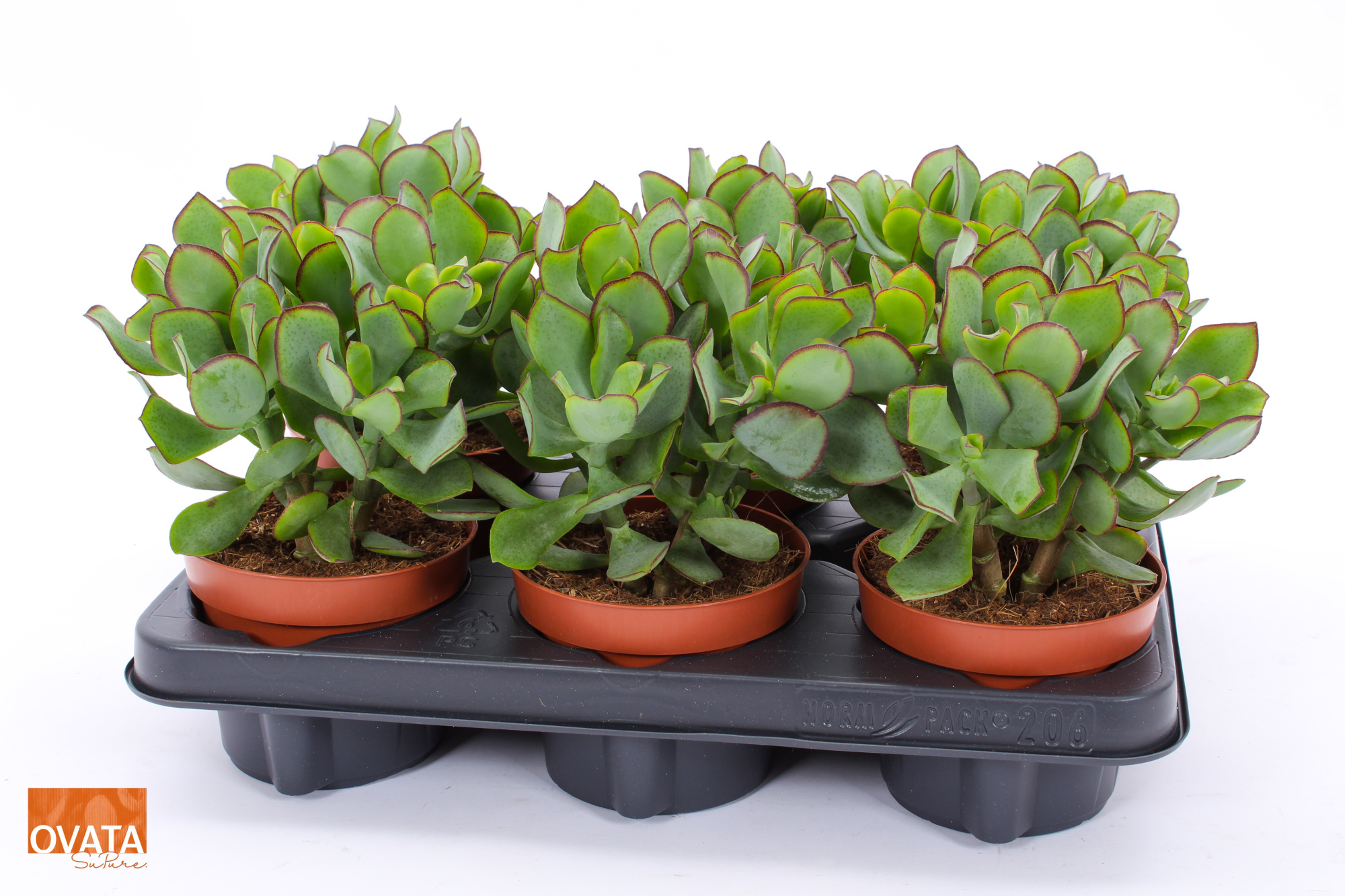 Crassula petit wave 12 WOODS, D 12 cm