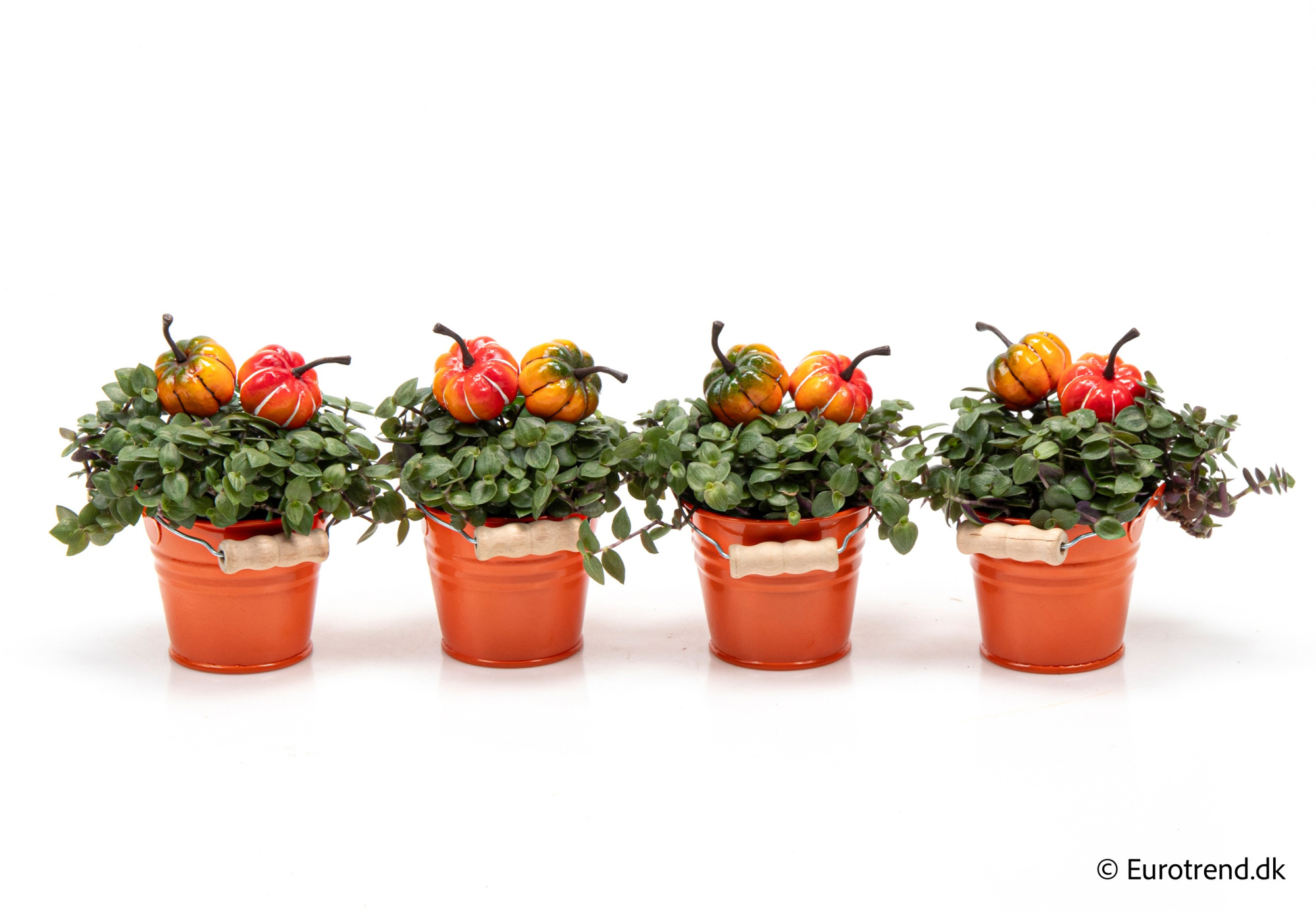 Callisia in Halloween ceramic 2025, D 6 cm