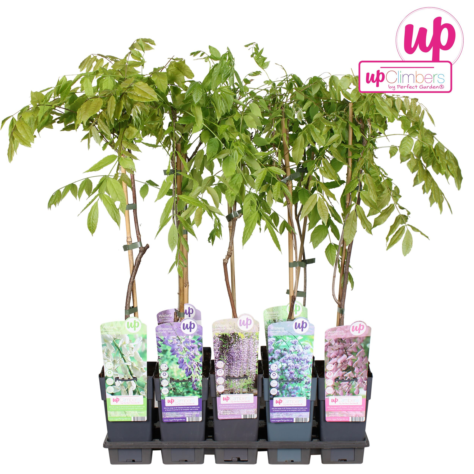 Wisteria mix tray P15, D 15 cm