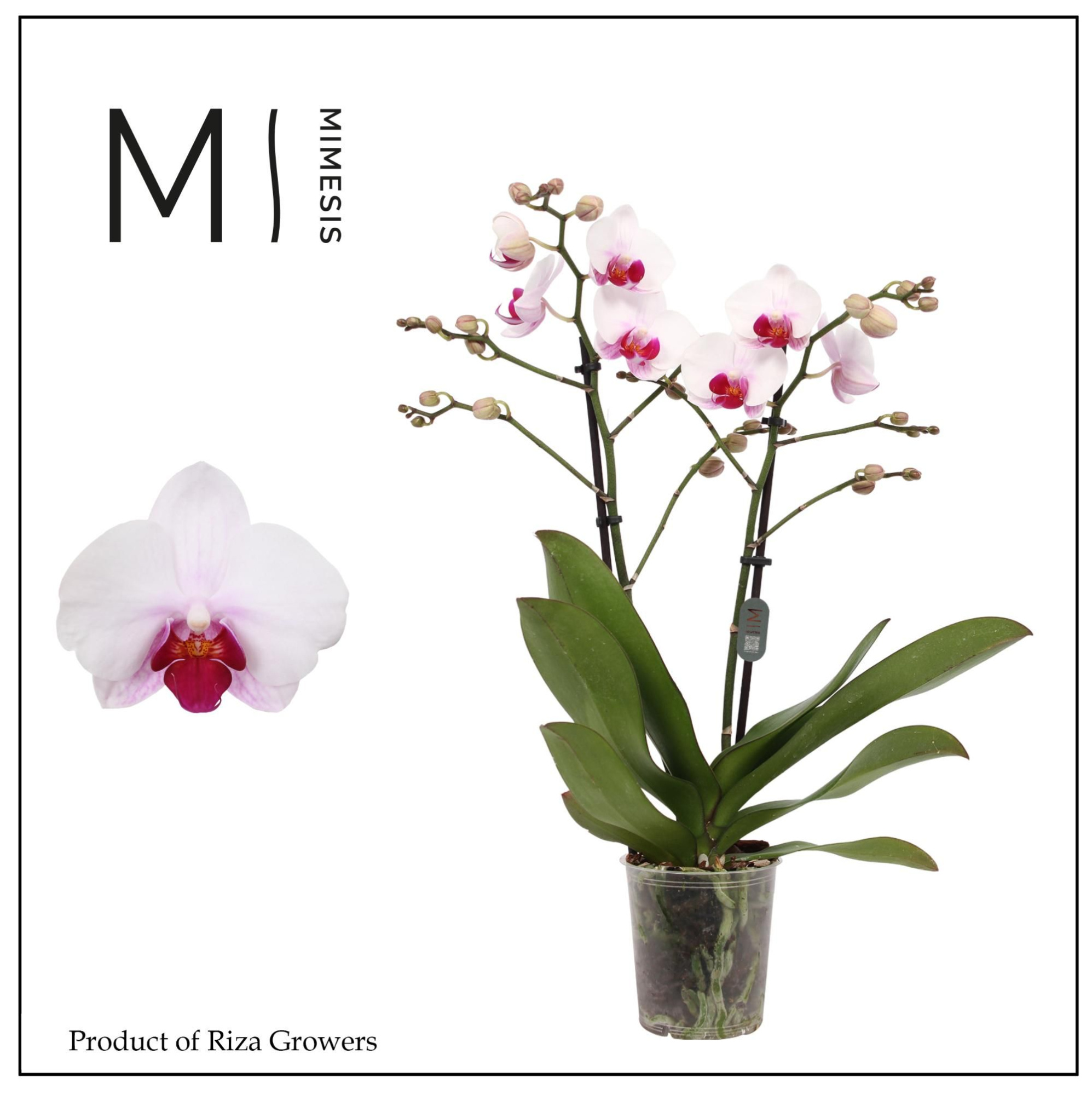 Phalaenopsis Cadi 2 spike - 12cm | Mimesis, D 12 cm