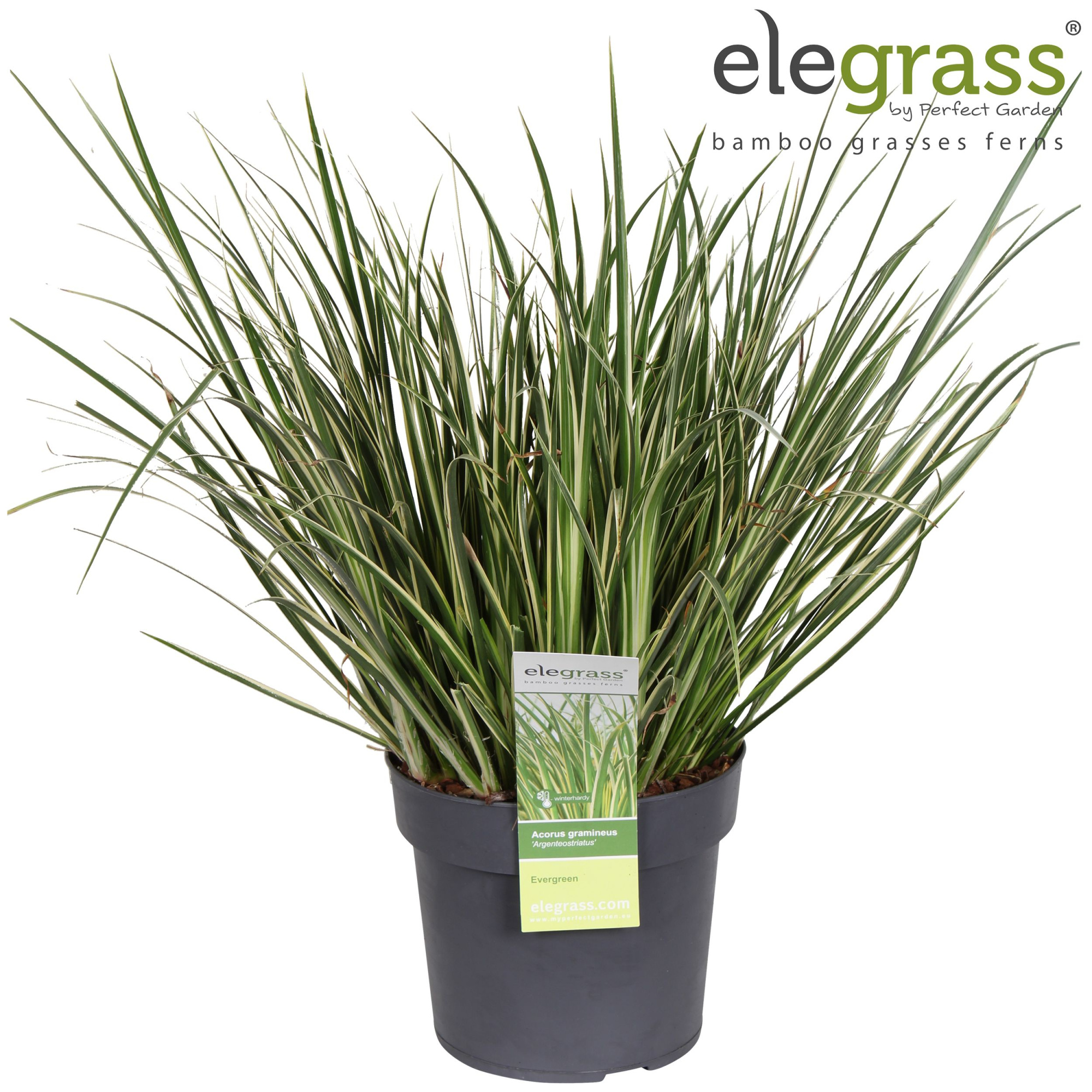 Acorus gramineus Argenteostriatus P19, D 19 cm