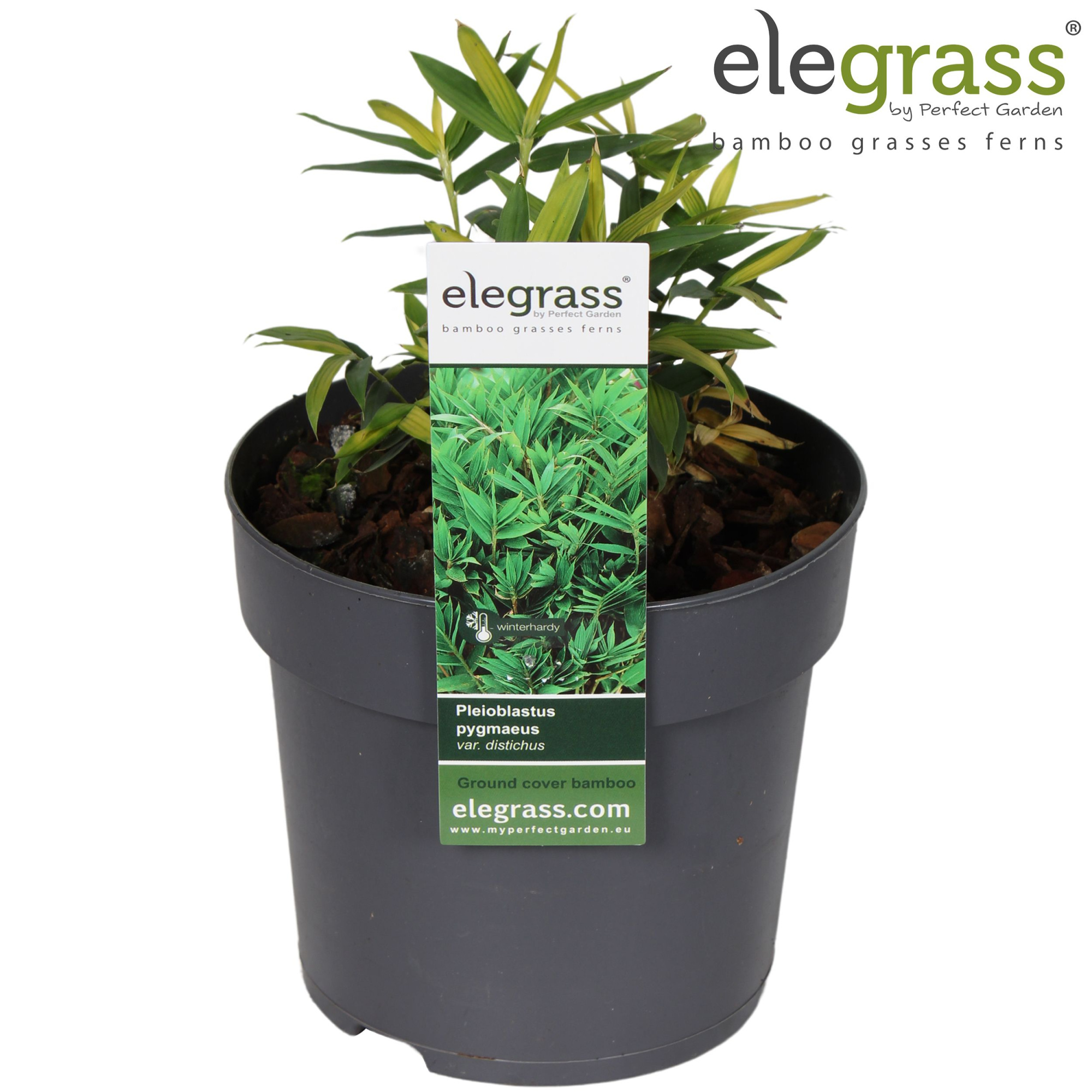 Pleioblastus pygmaeus 'Distichus' P14, D 14