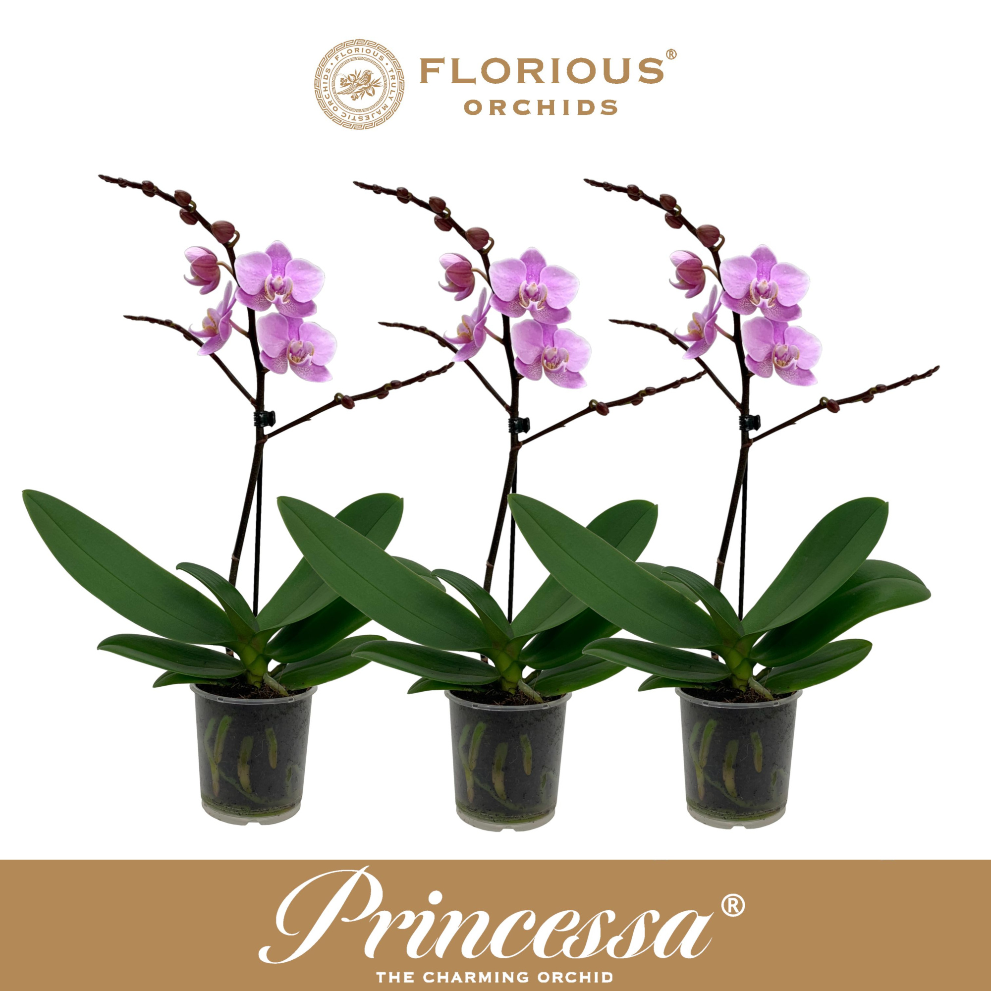 No9 Phalanopsis 1 Tak Rose, D 9 cm