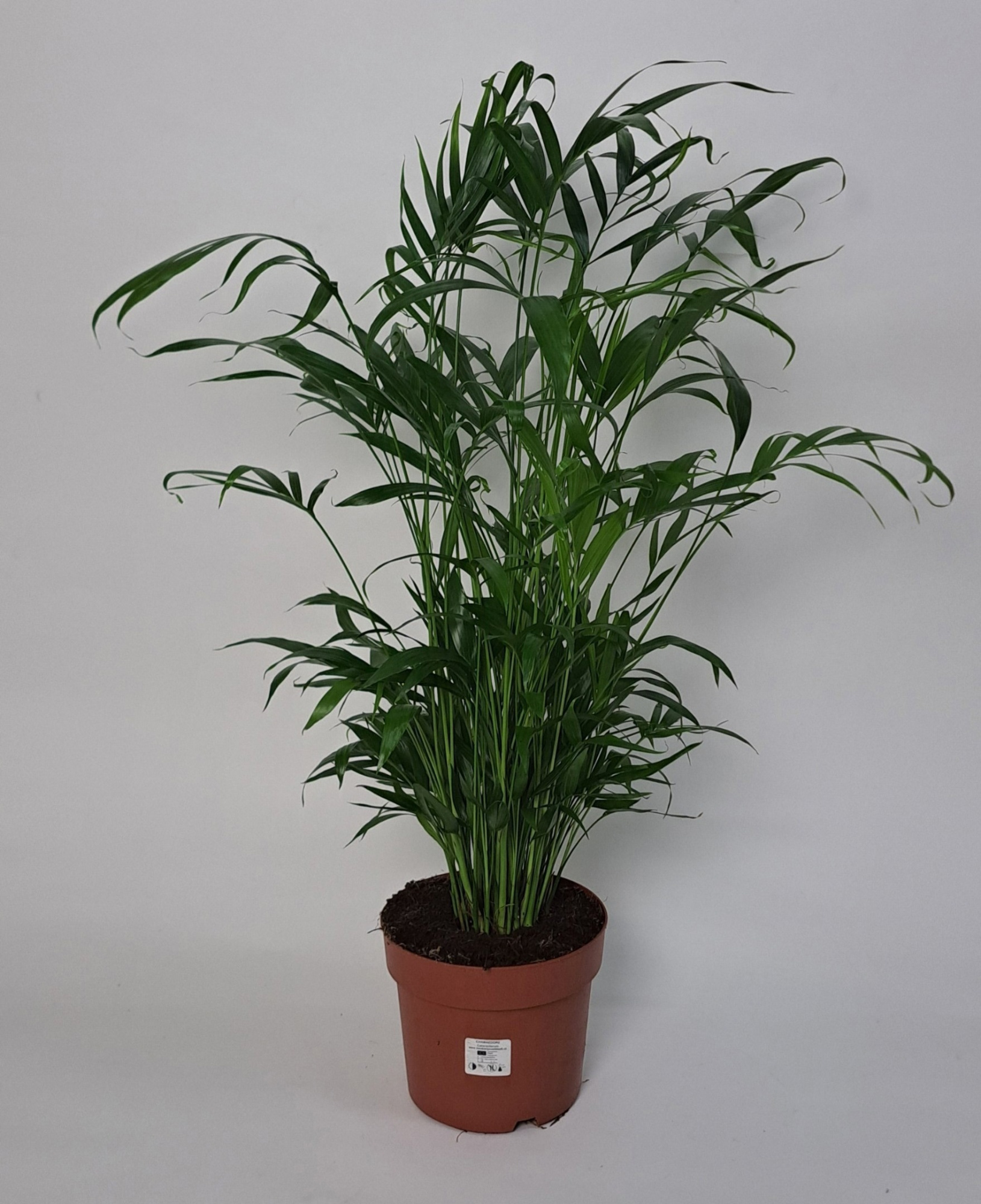 Chamaedorea Cateractarum 21cm, D 21