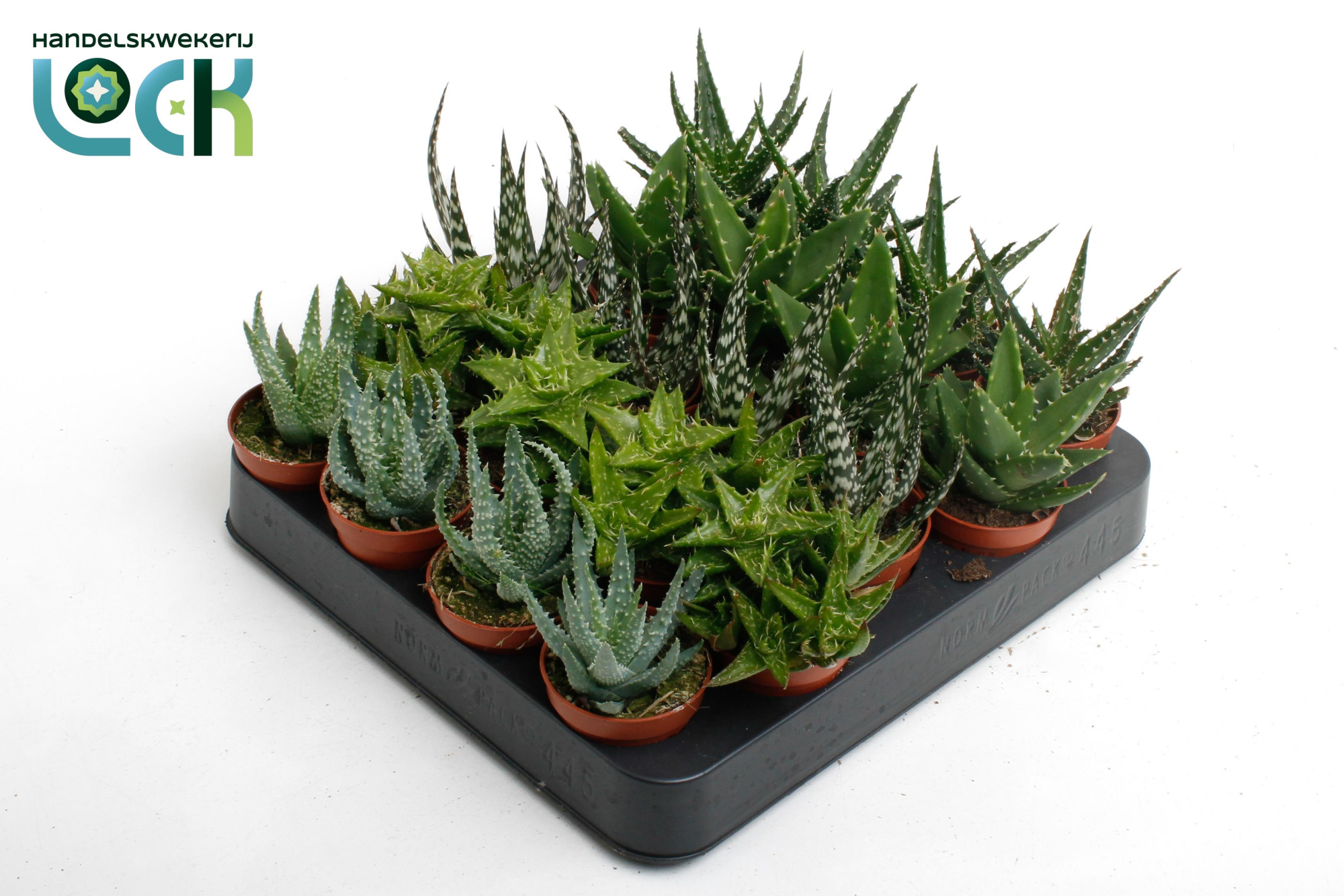 Aloe Mix, D 5,5 cm