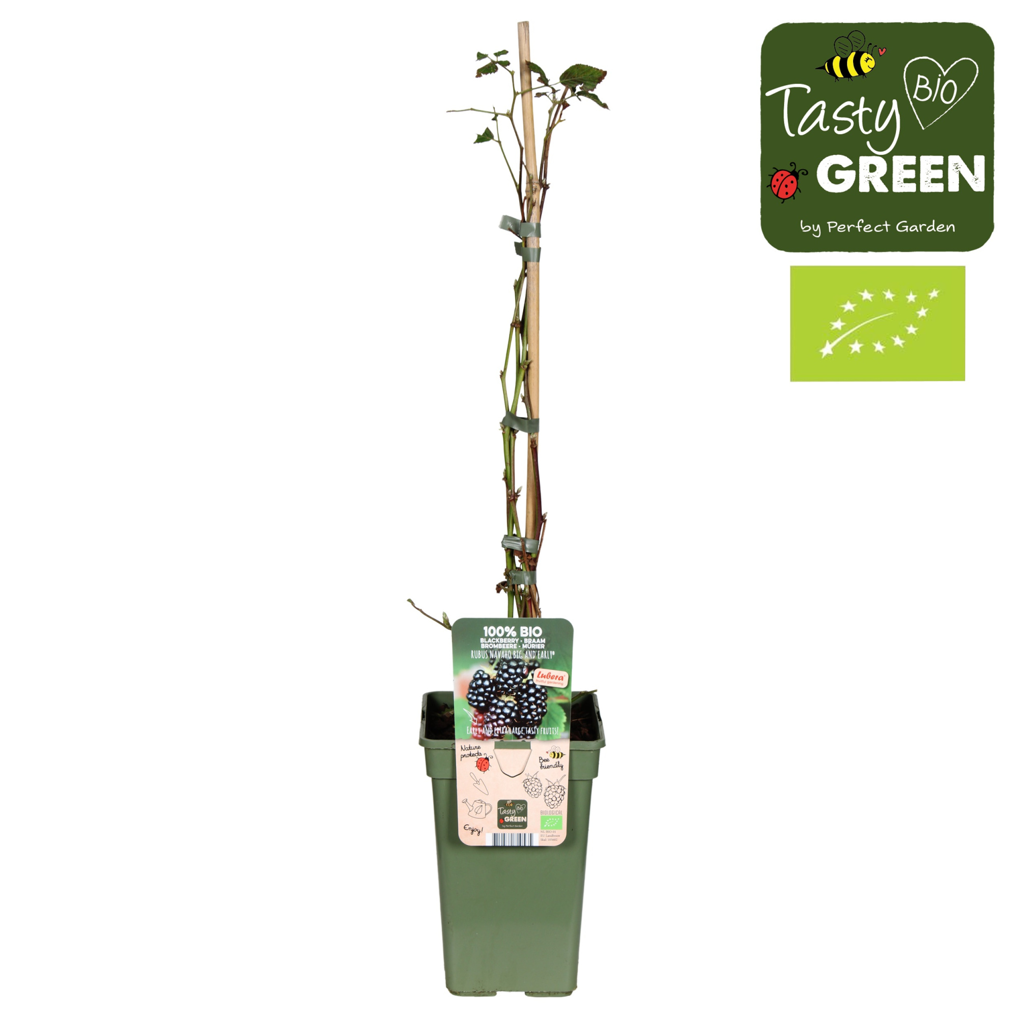 Rubus Navaho® Bigandearly® Bio P19, D 19