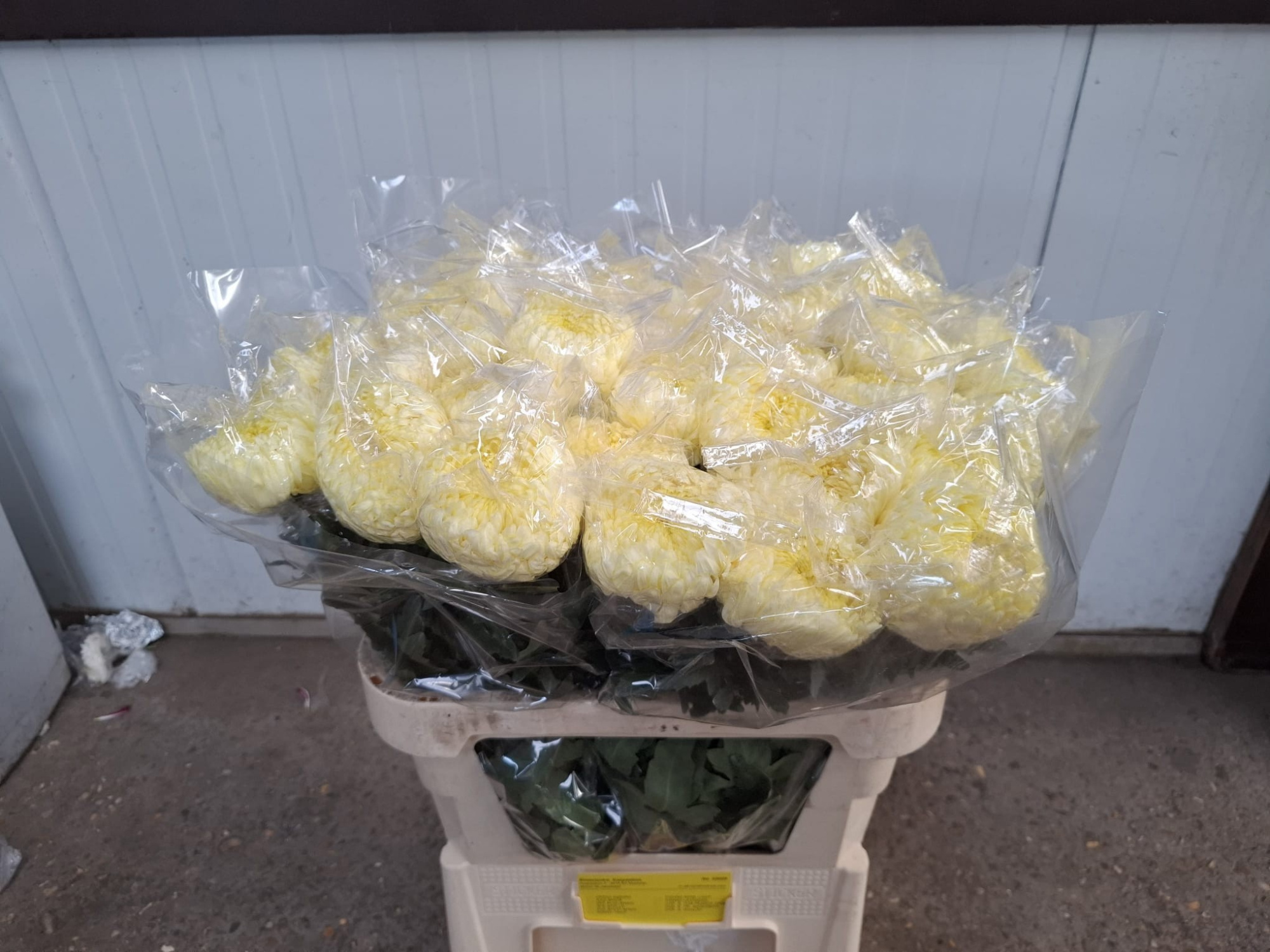 Хризантема од. Фрэд Шусмит 80, шт.