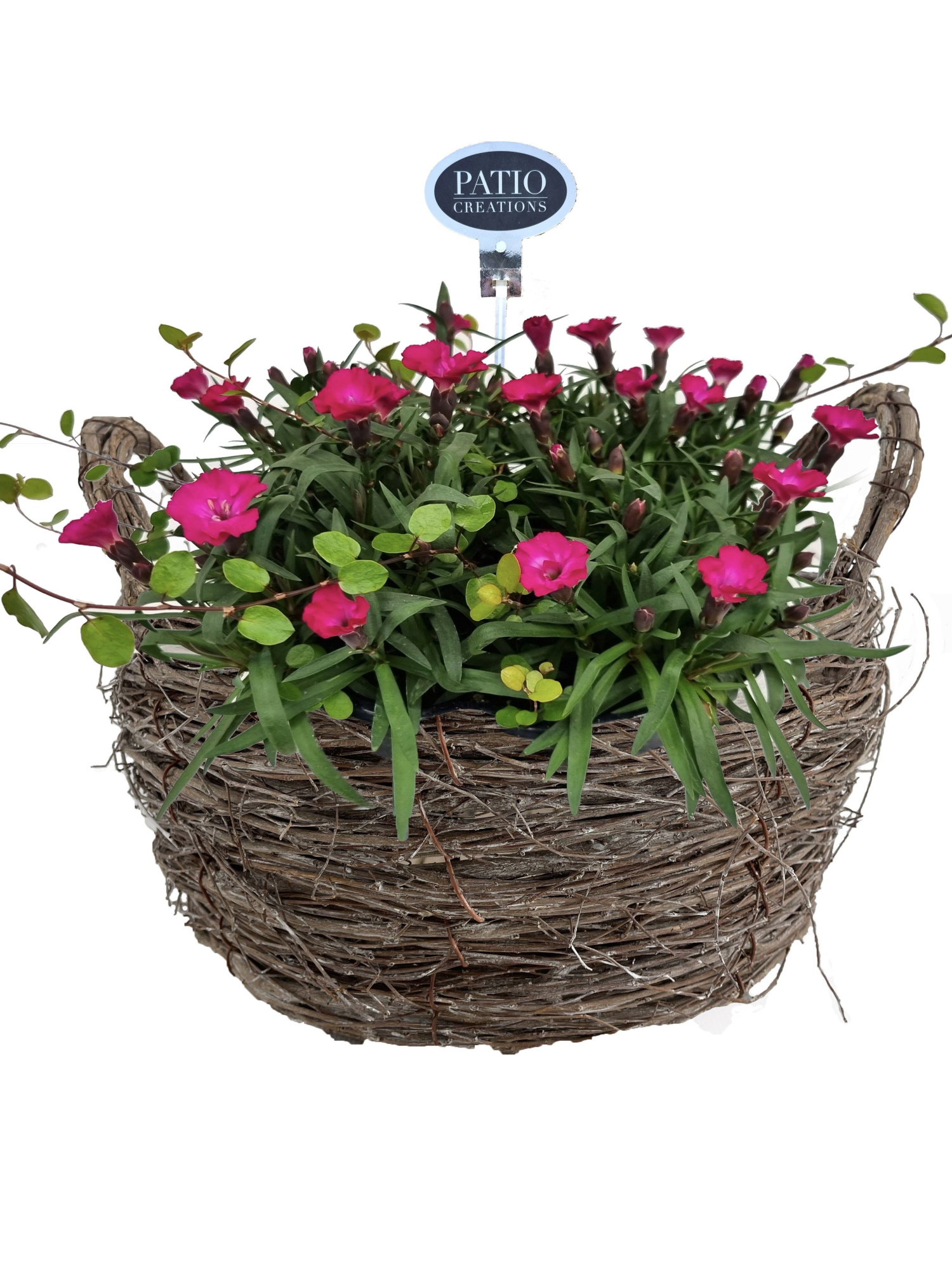 DI811-9323 Dianthus/Muehlenbeckia Zink schaal met touw, D 23