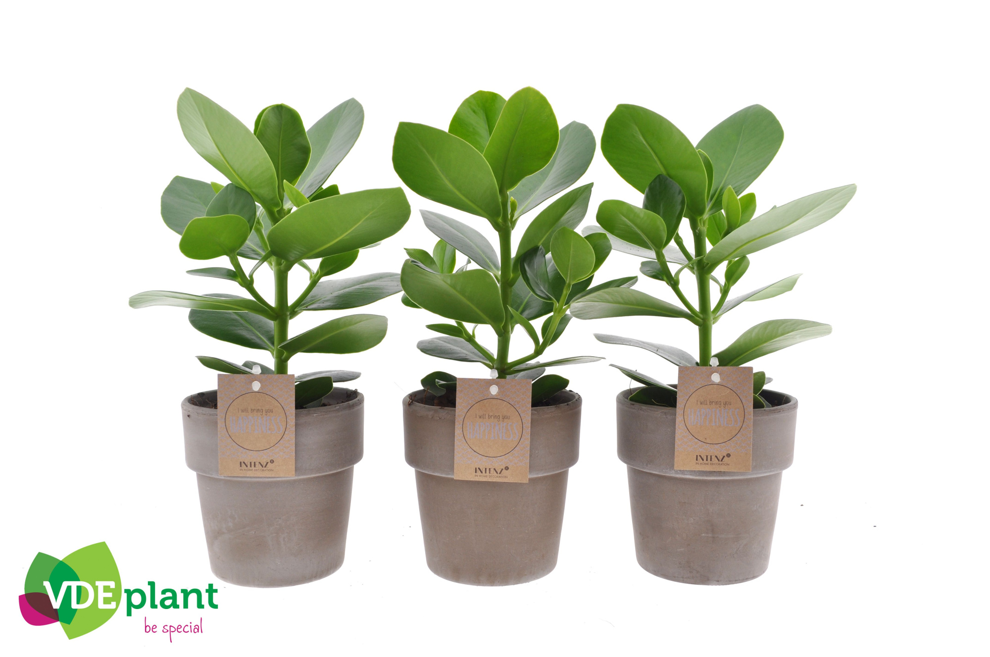 Clusia in Terracotta, D 12