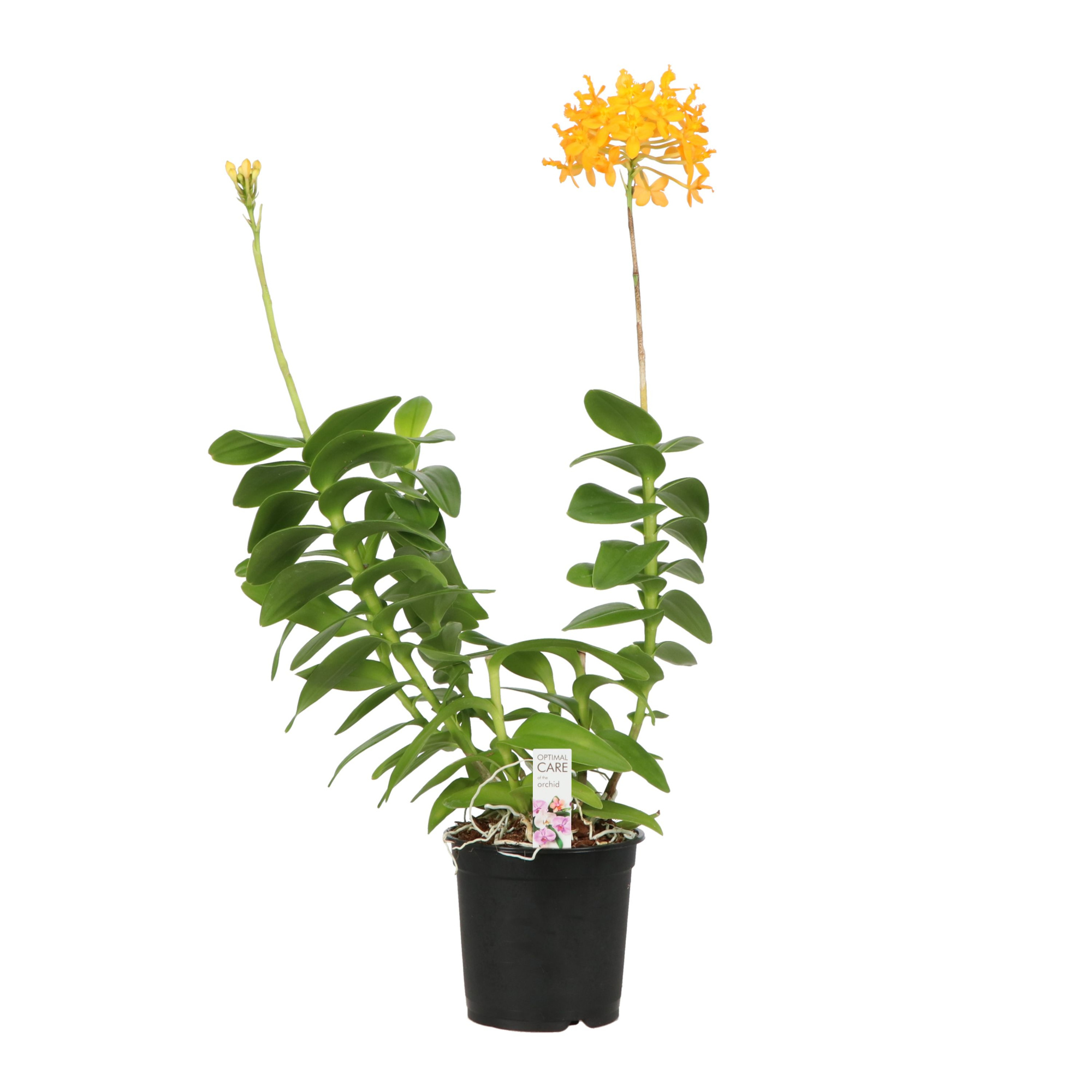 Epidendrum P15 A2 Yellow Mix, D 15 cm