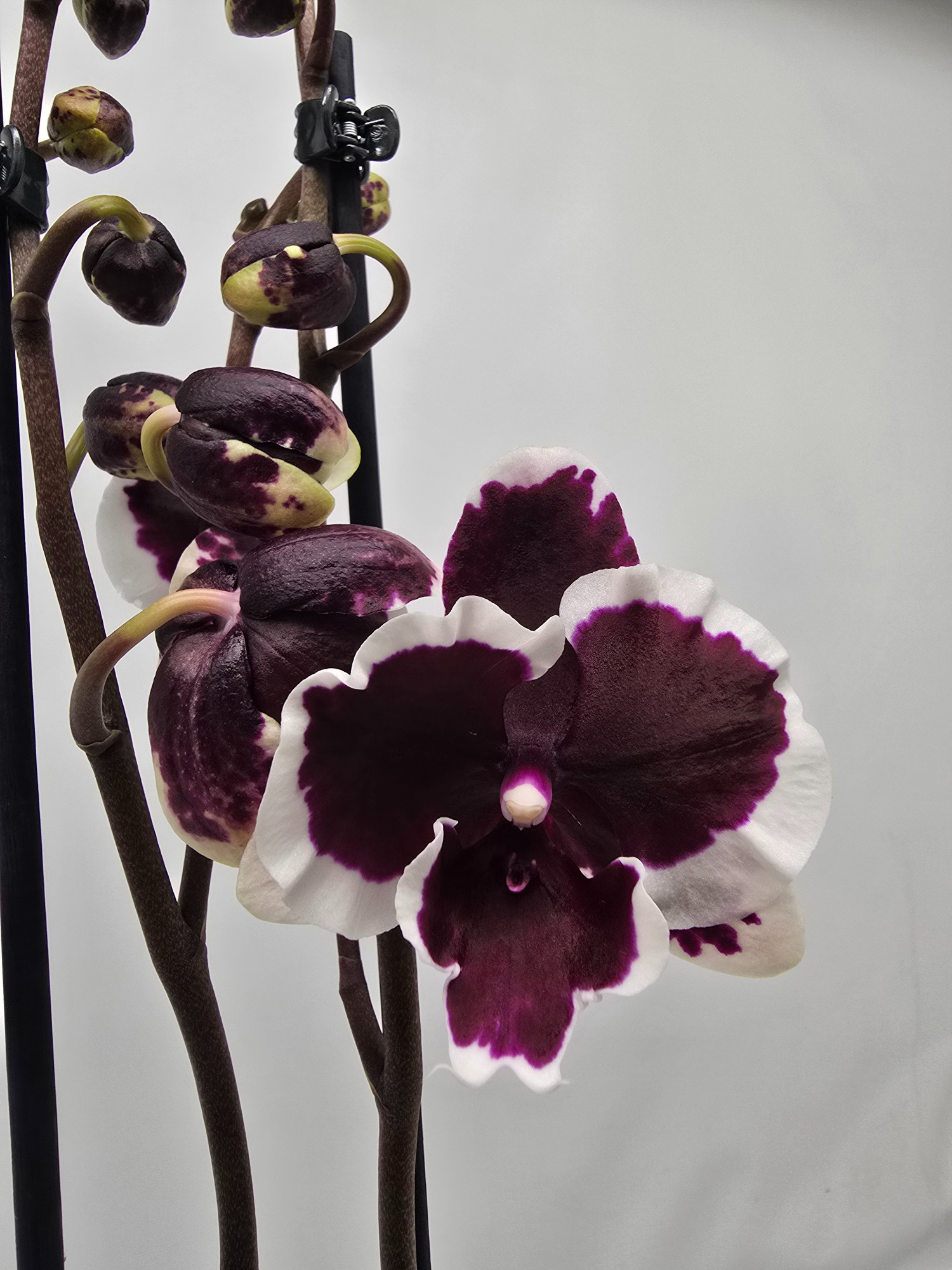 Limited 26 week 43, D 12 cm