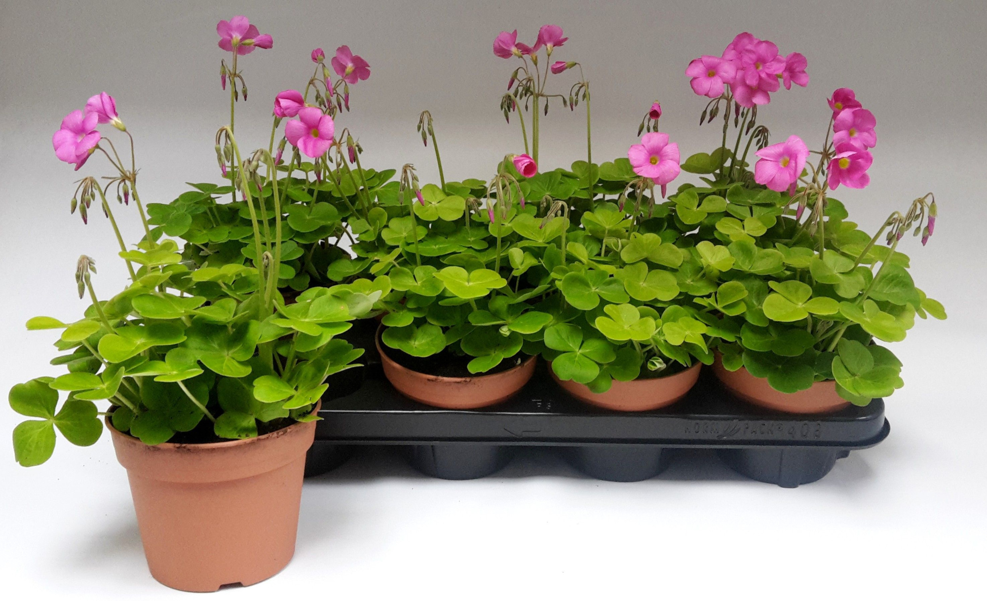 Oxalis bowiei Amarantha, D 13 cm