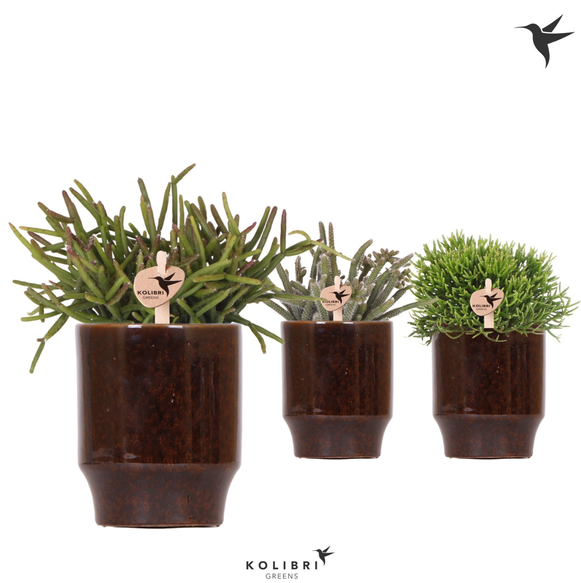 Kolibri Greens Rhipsalis mix in Classy pot brown, D 9 cm