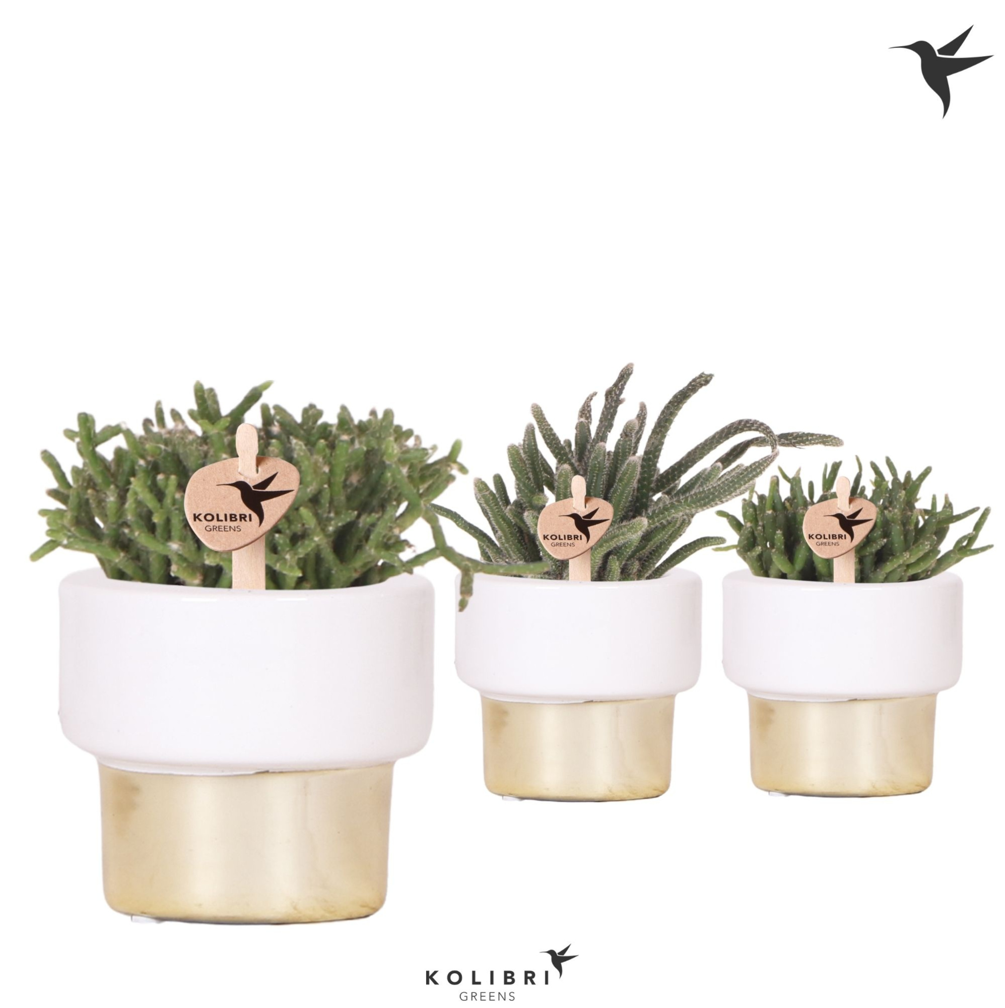 Kolibri Greens Rhipsalis mix in Lush pot gold, D 6 cm