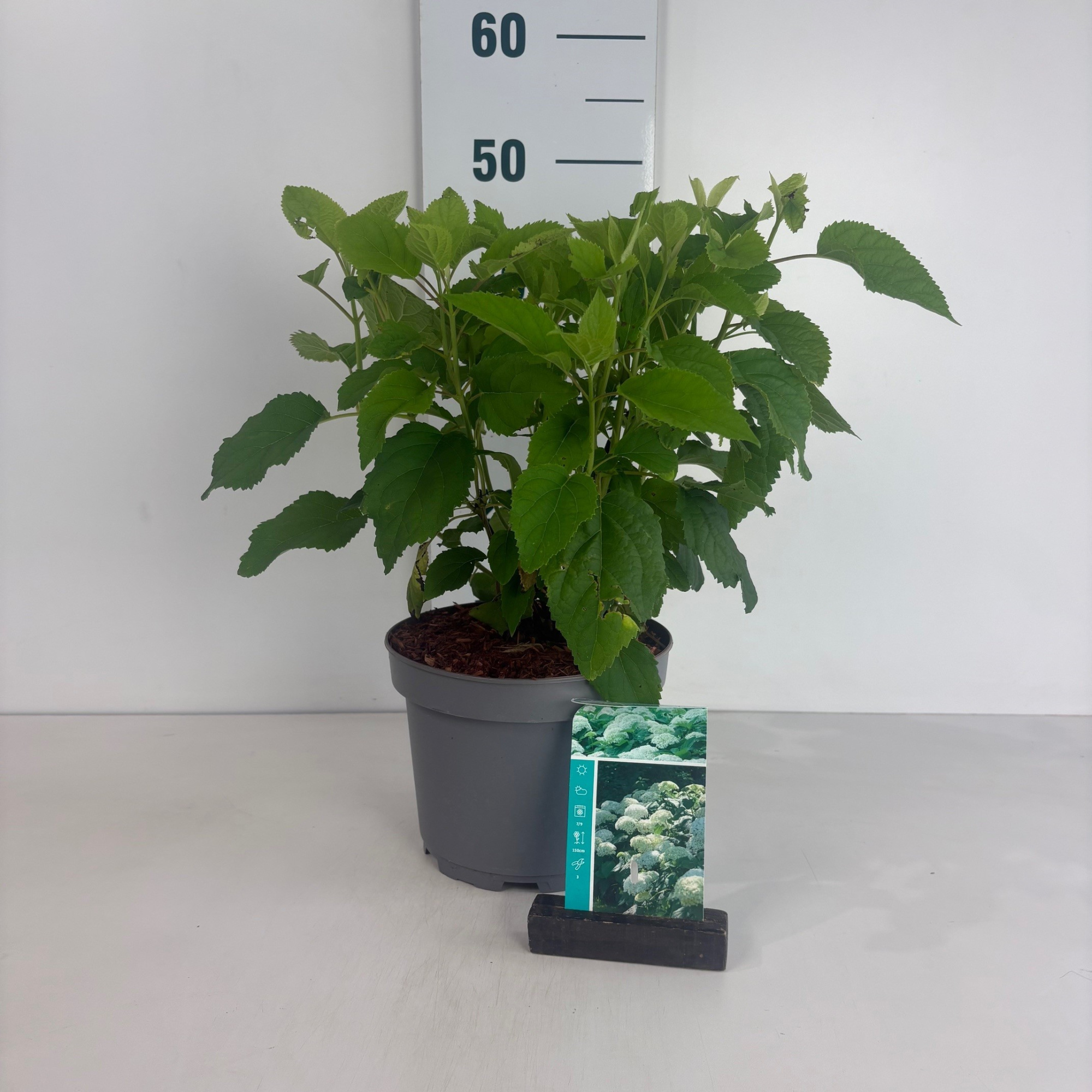 Hydrangea arborescens Annabelle, D 20 cm