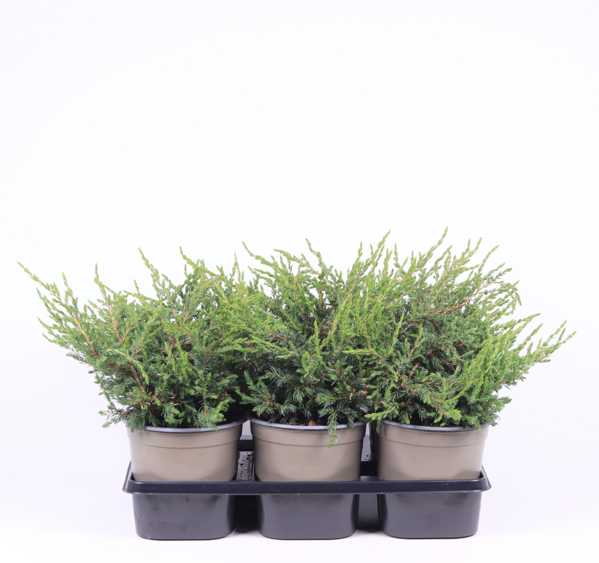 Juniperus communis 'Repanda', D 15 cm