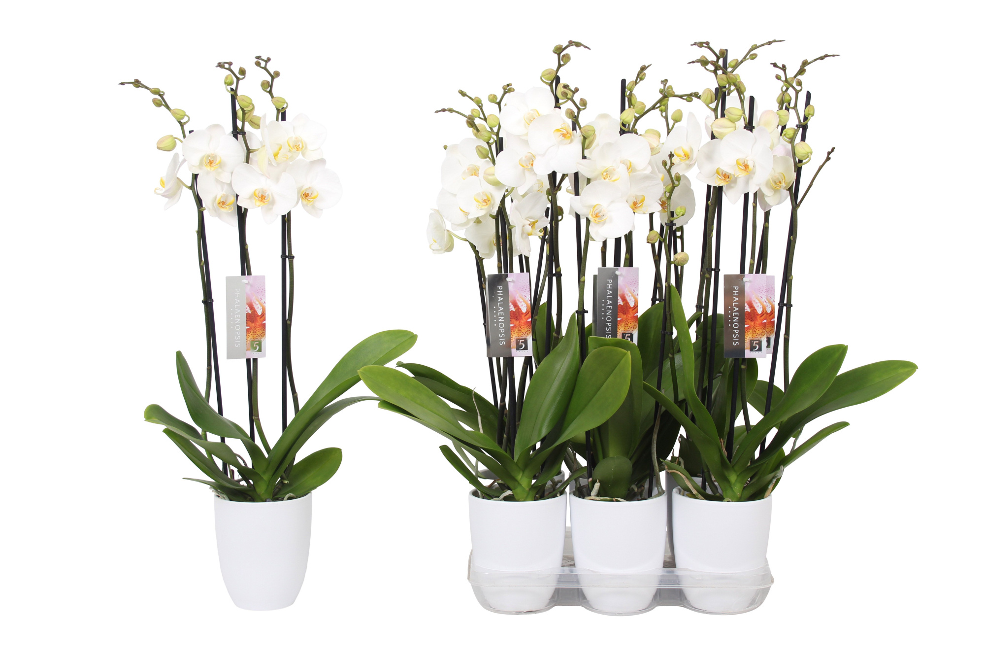 Phalaenopsis White, 3-spike White Ceramics, D 12 cm