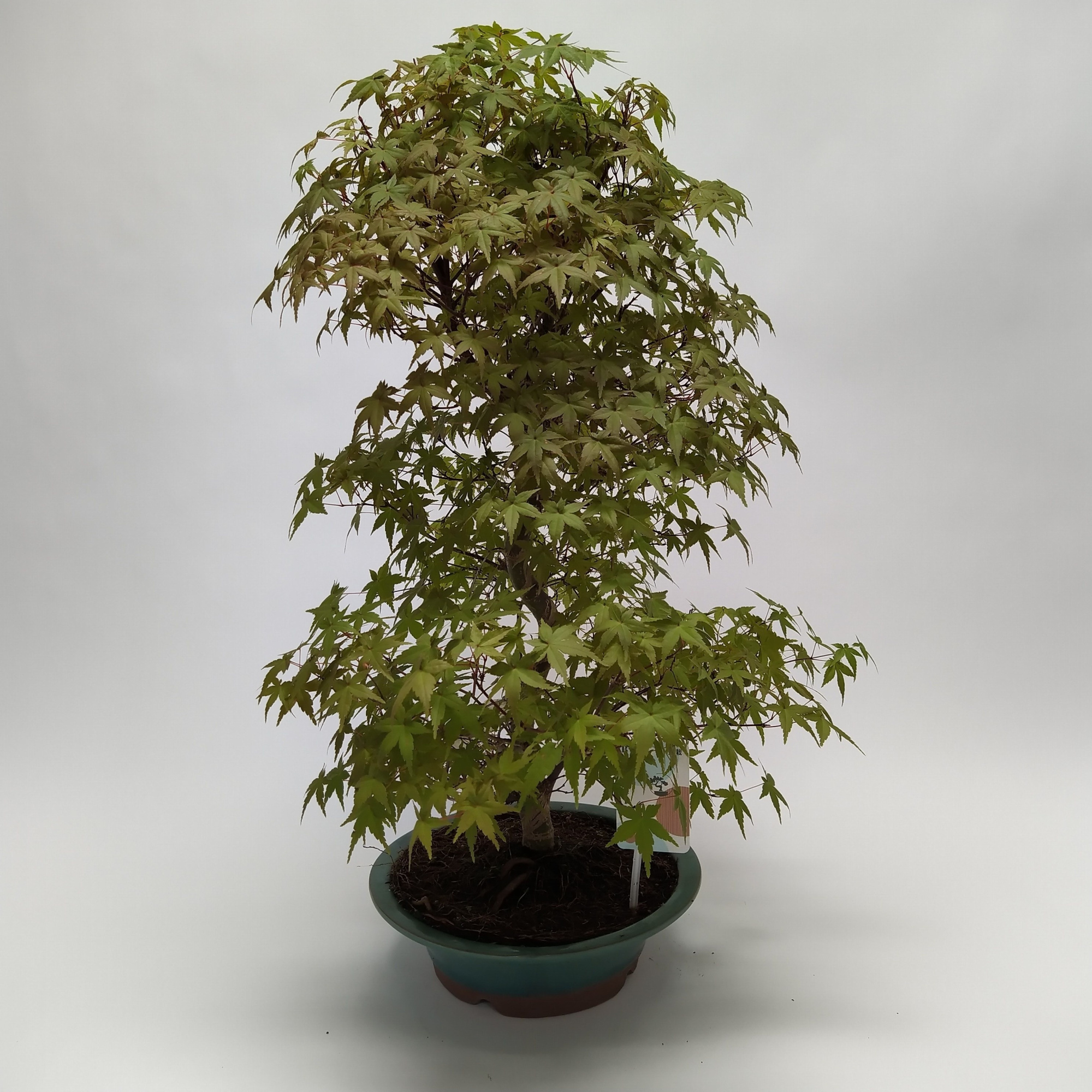 Acer Deshojo Bonsai 'E33' 26 cm (herkomst: Japan), D 26 cm