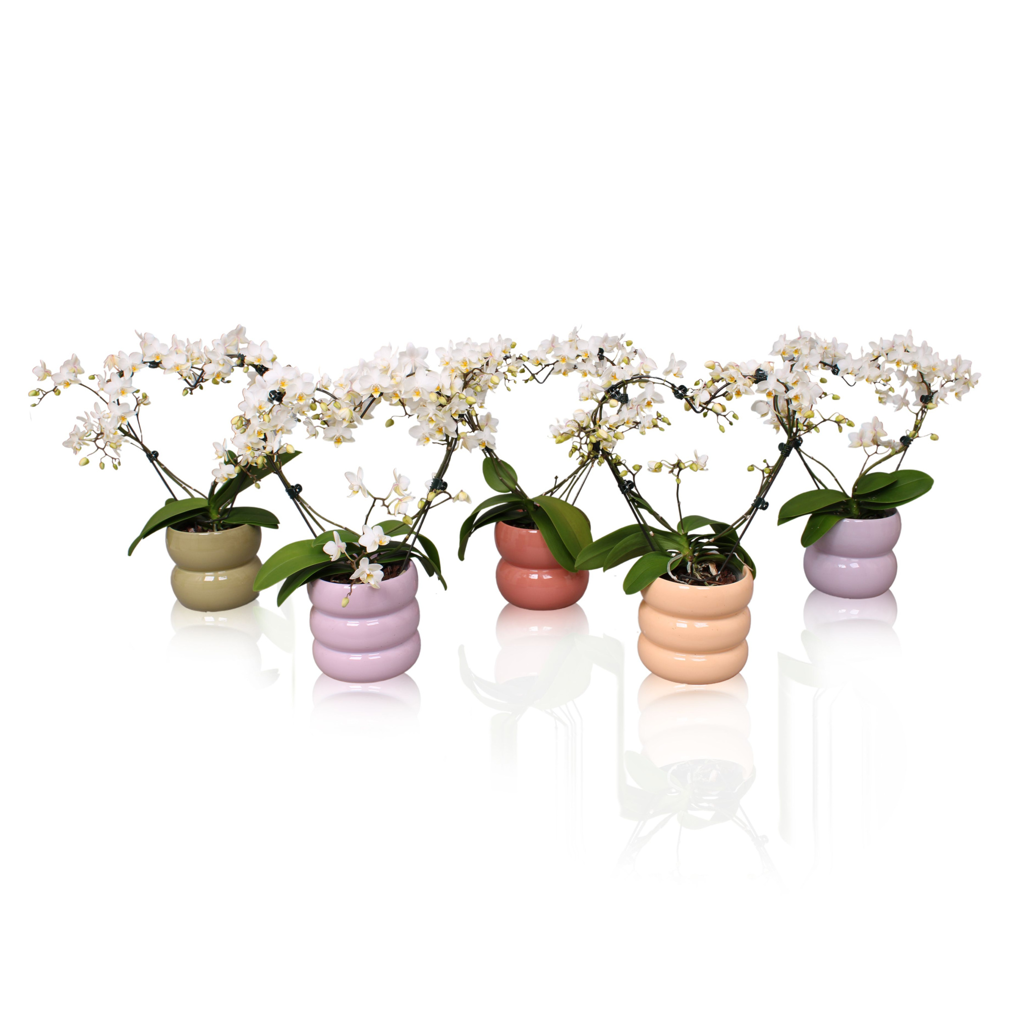 Phal. Multi vorm wit "Blossoming heart" in BGC951 Bollenpot, D 12