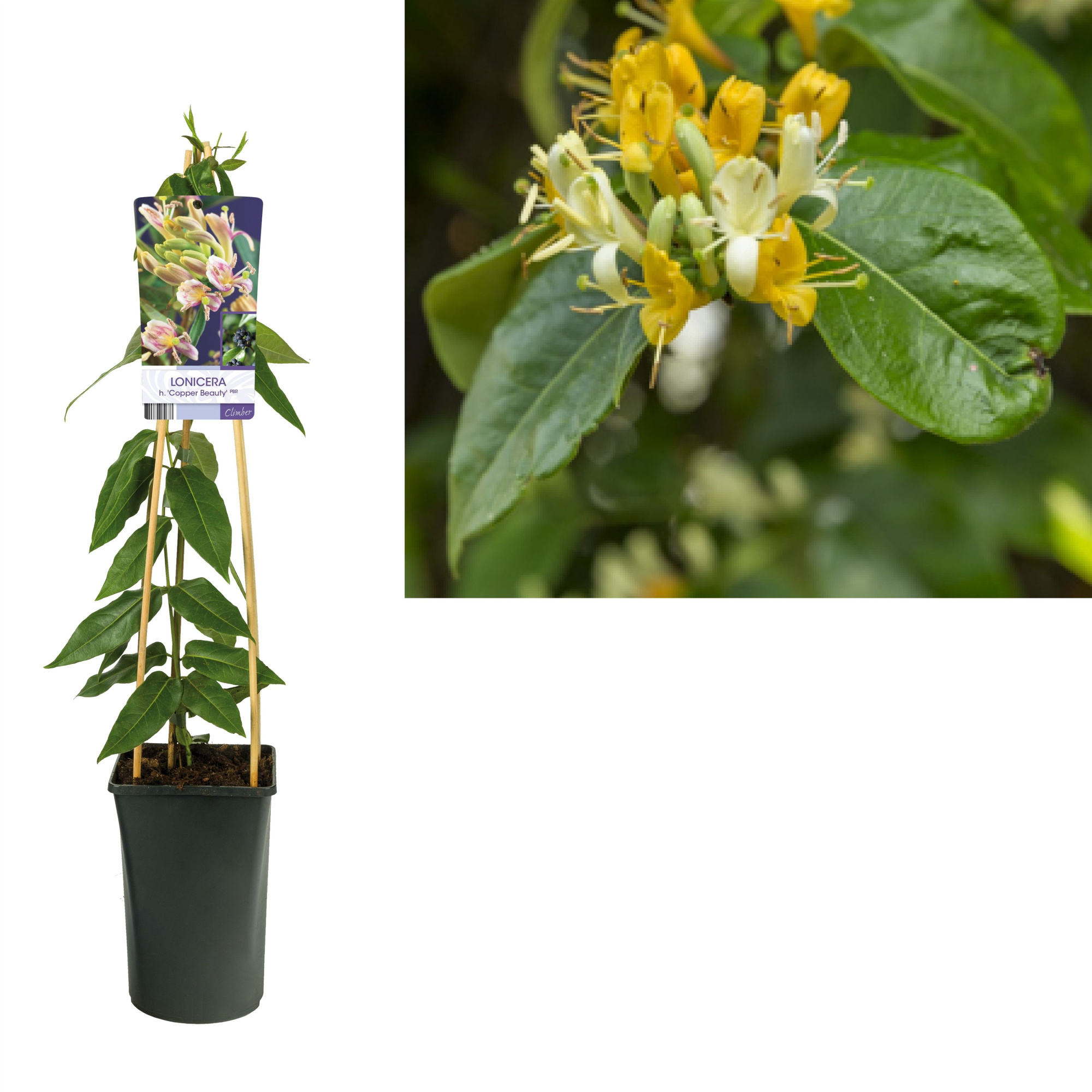 Lonicera h. 'Copper Beauty' PBR +light label, D 17 cm