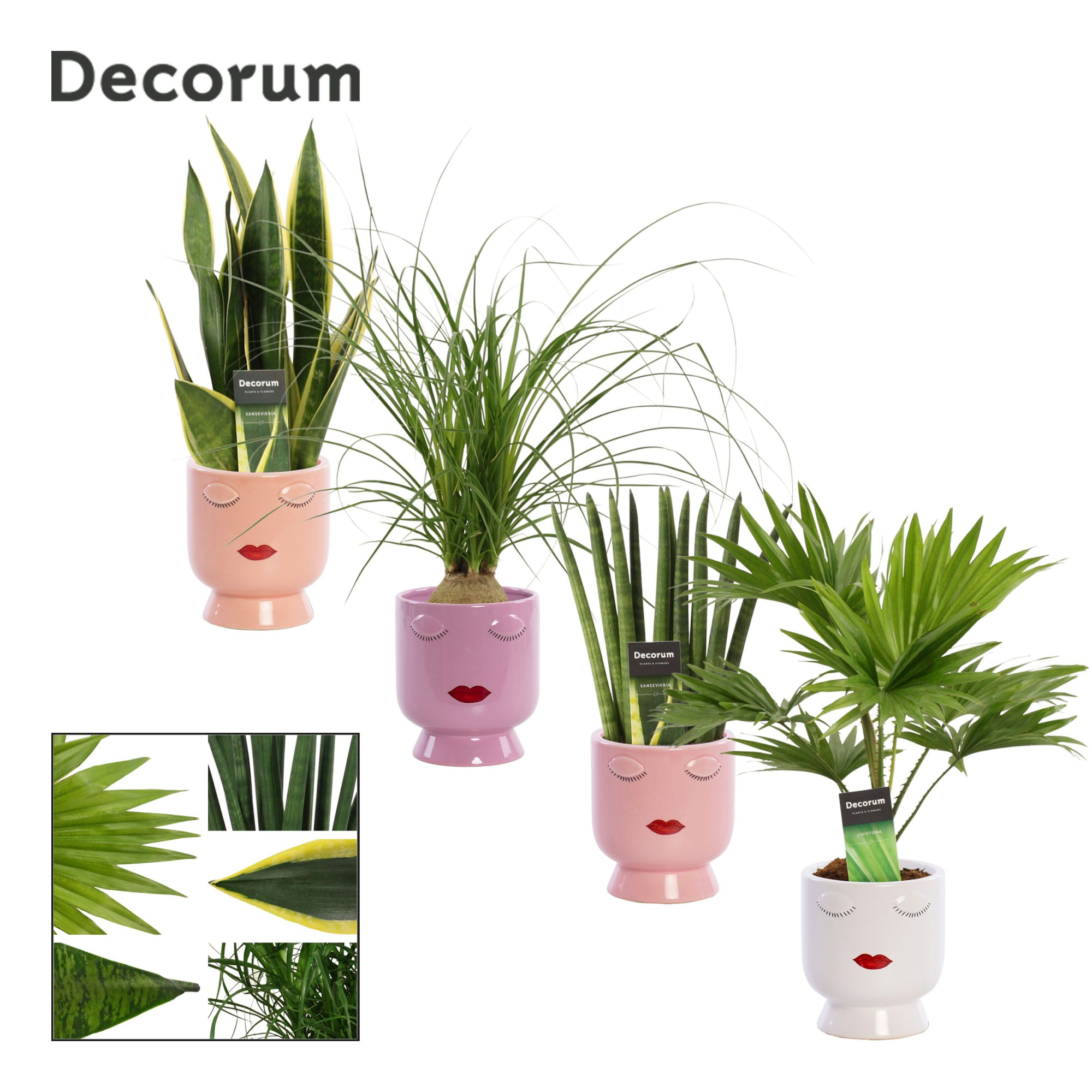 Groenmix 12 cm in Dua Lipa (Party Love-collection), D 12 cm