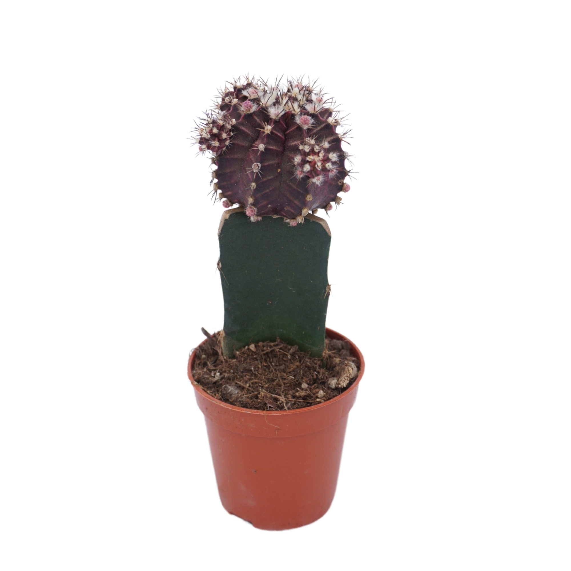 Gymnocalycium geënt zwart 5,5 cm, D 5,5 cm