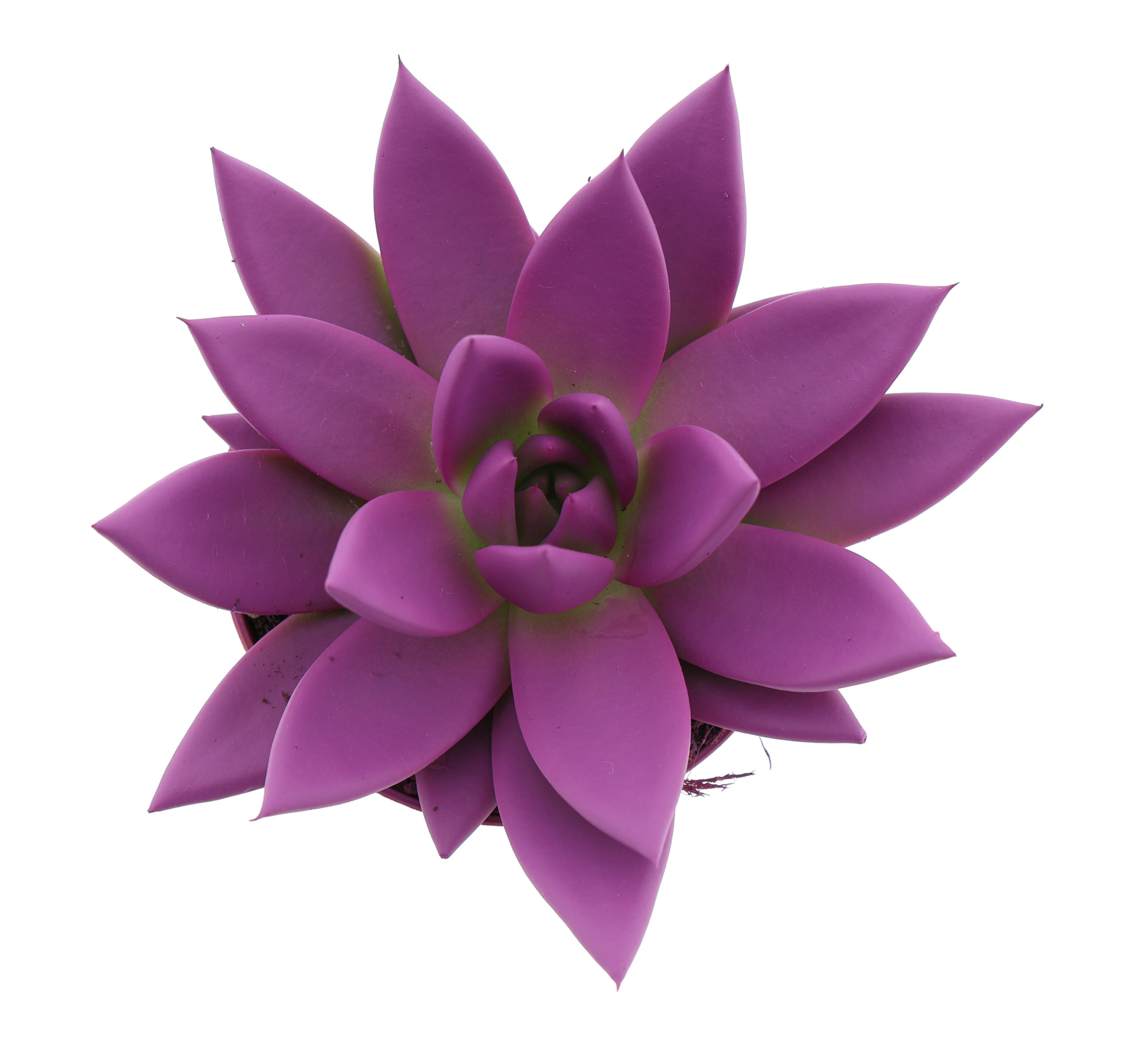 Rainbow fuchsia, D 8,5 cm