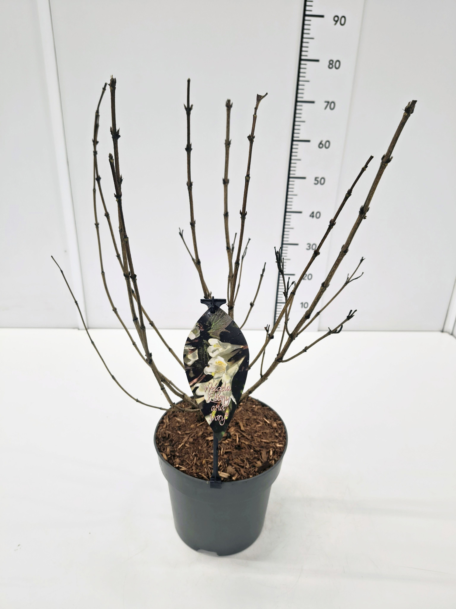 Weigela 'Ebony and Ivory' 30-40C5, D 23