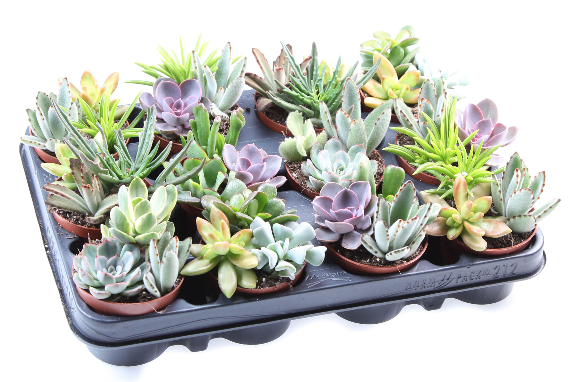 Succulenten mix trio, D 8,5 cm