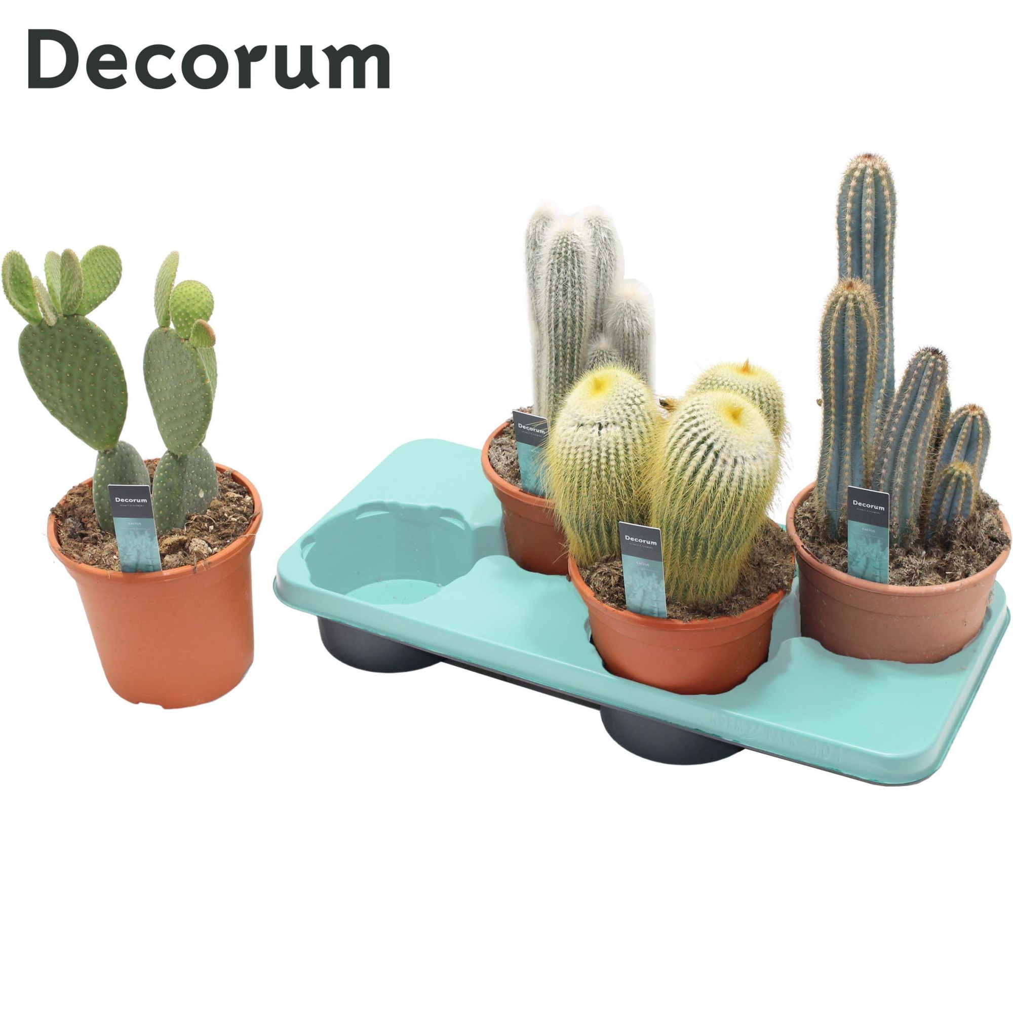 Cactus Column Mix (4spc.) (decorum), D 17 cm