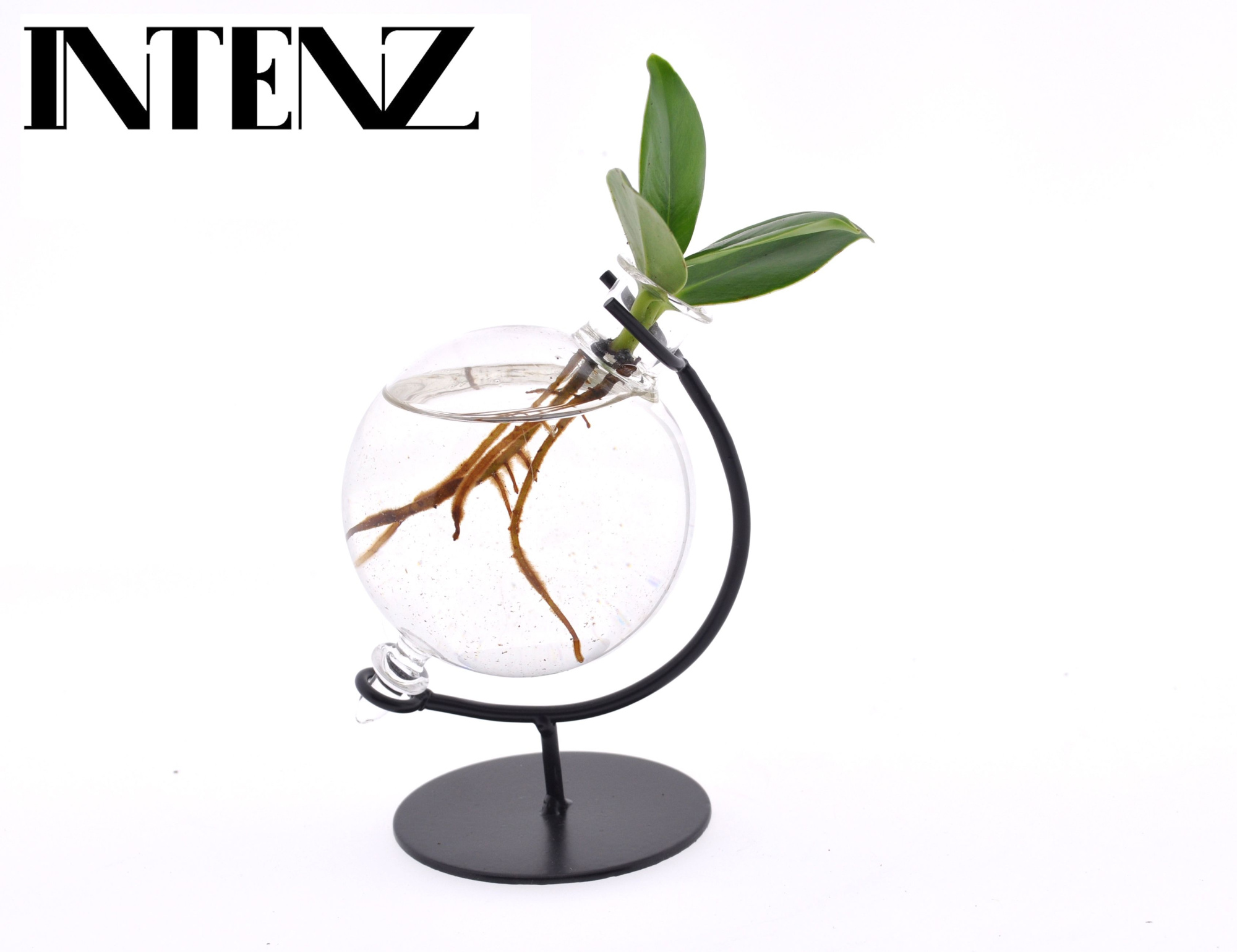 Clusia in Victoria glas, D 5 cm