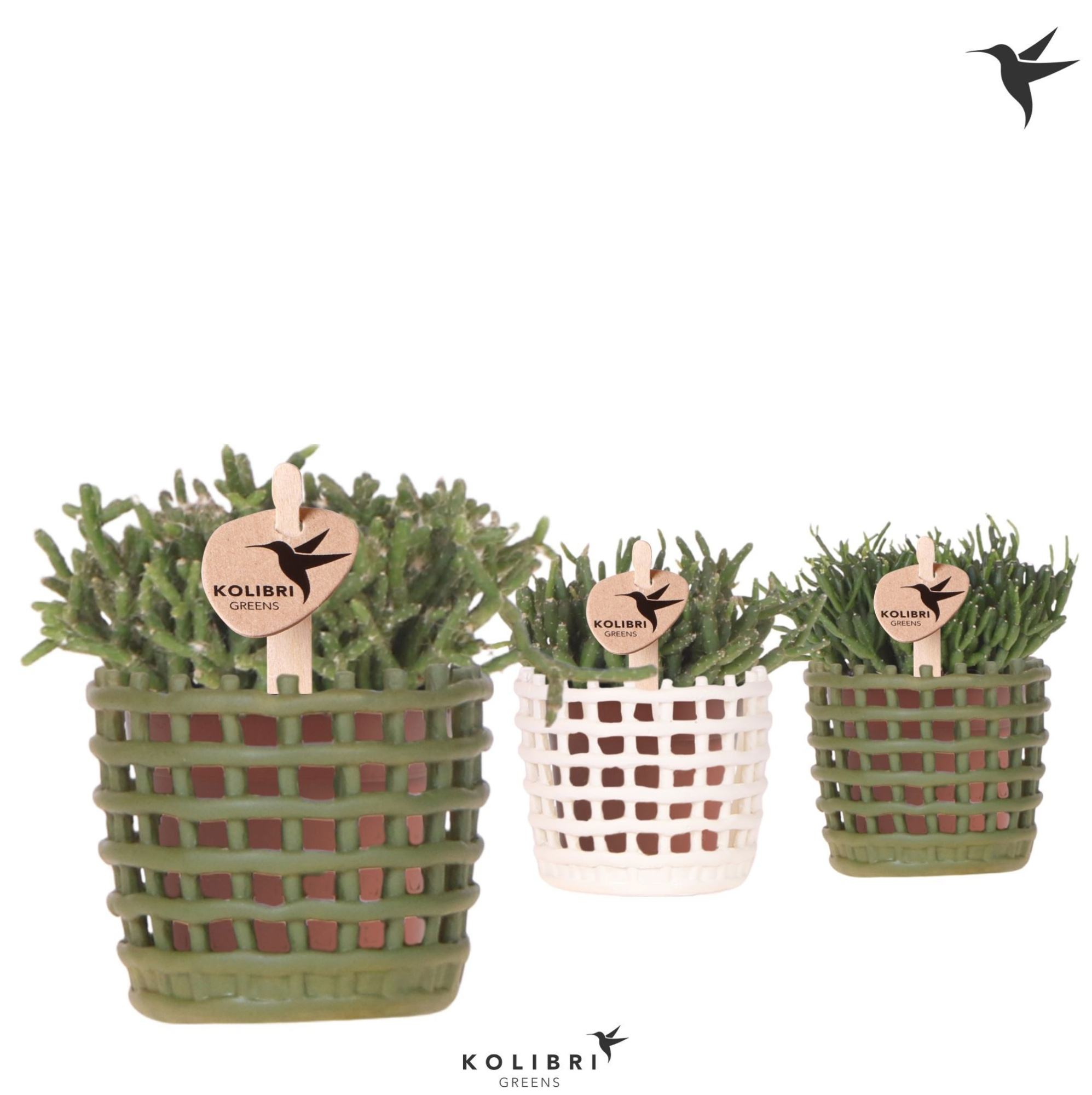 Kolibri Greens Rhipsalis mix in Mesh pot mix, D 6