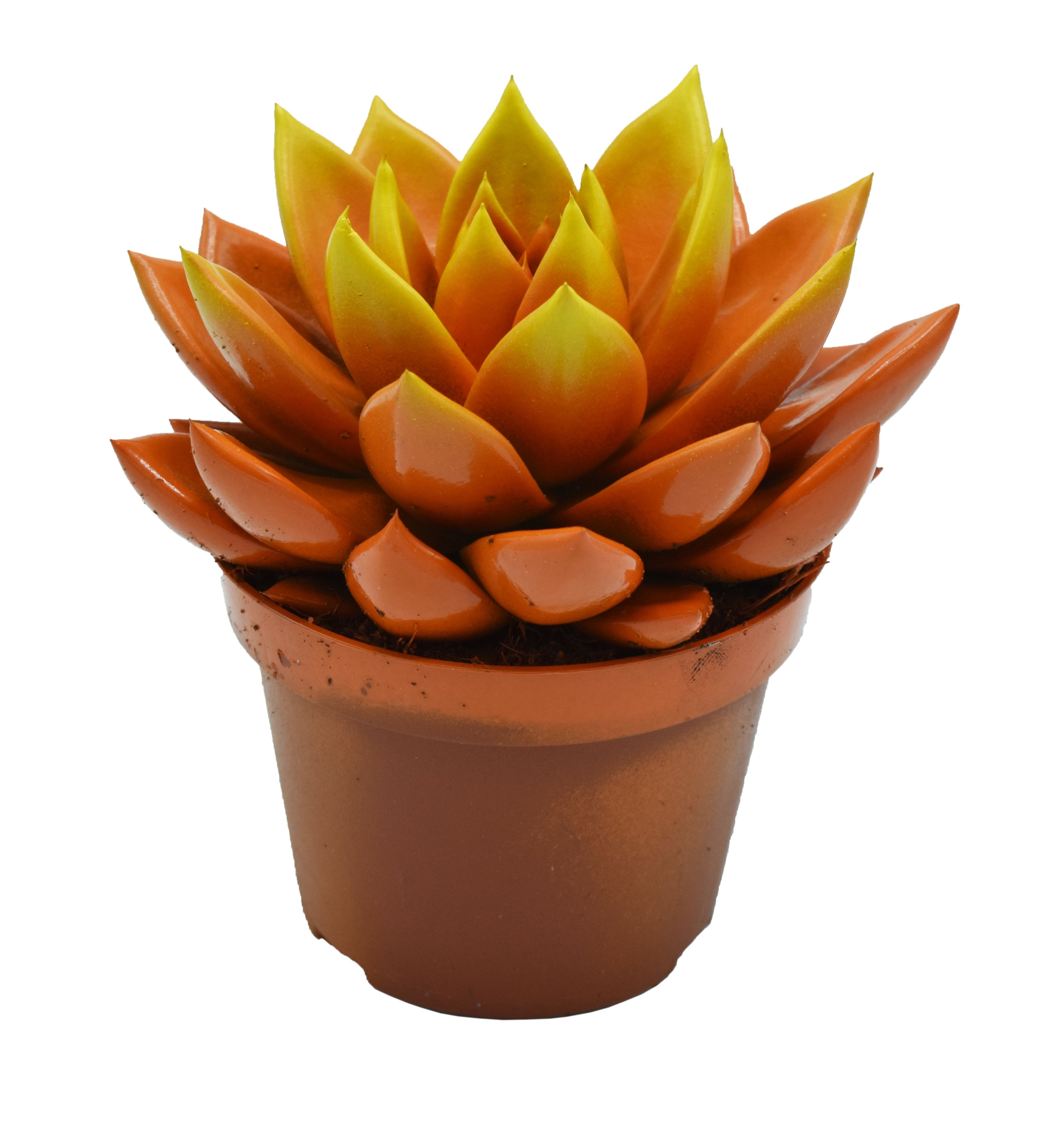 Echeveria bicoloured orange/yellow, D 10,5 cm