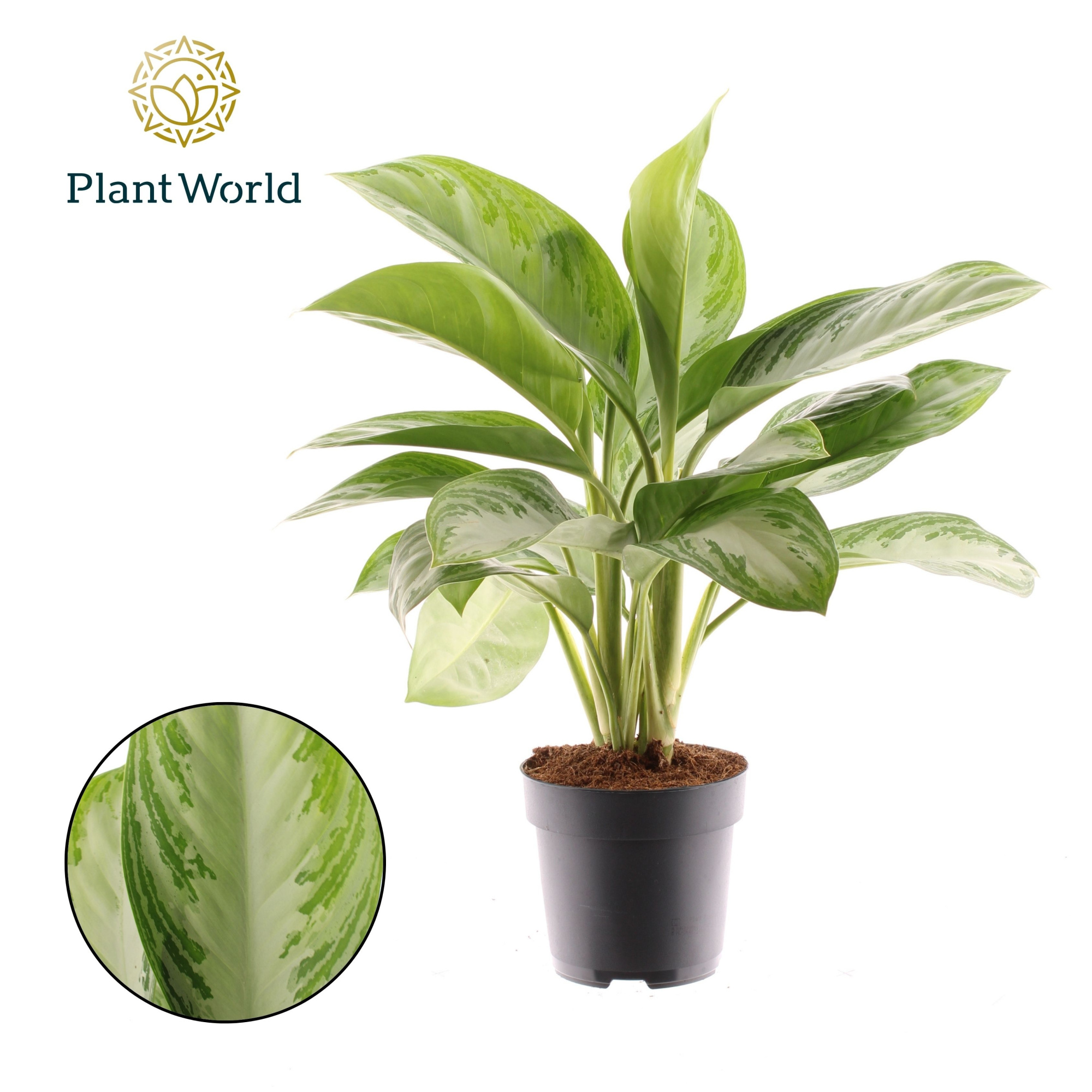 Aglaonema Silver Bay 3 stekken p.p., D 17 cm