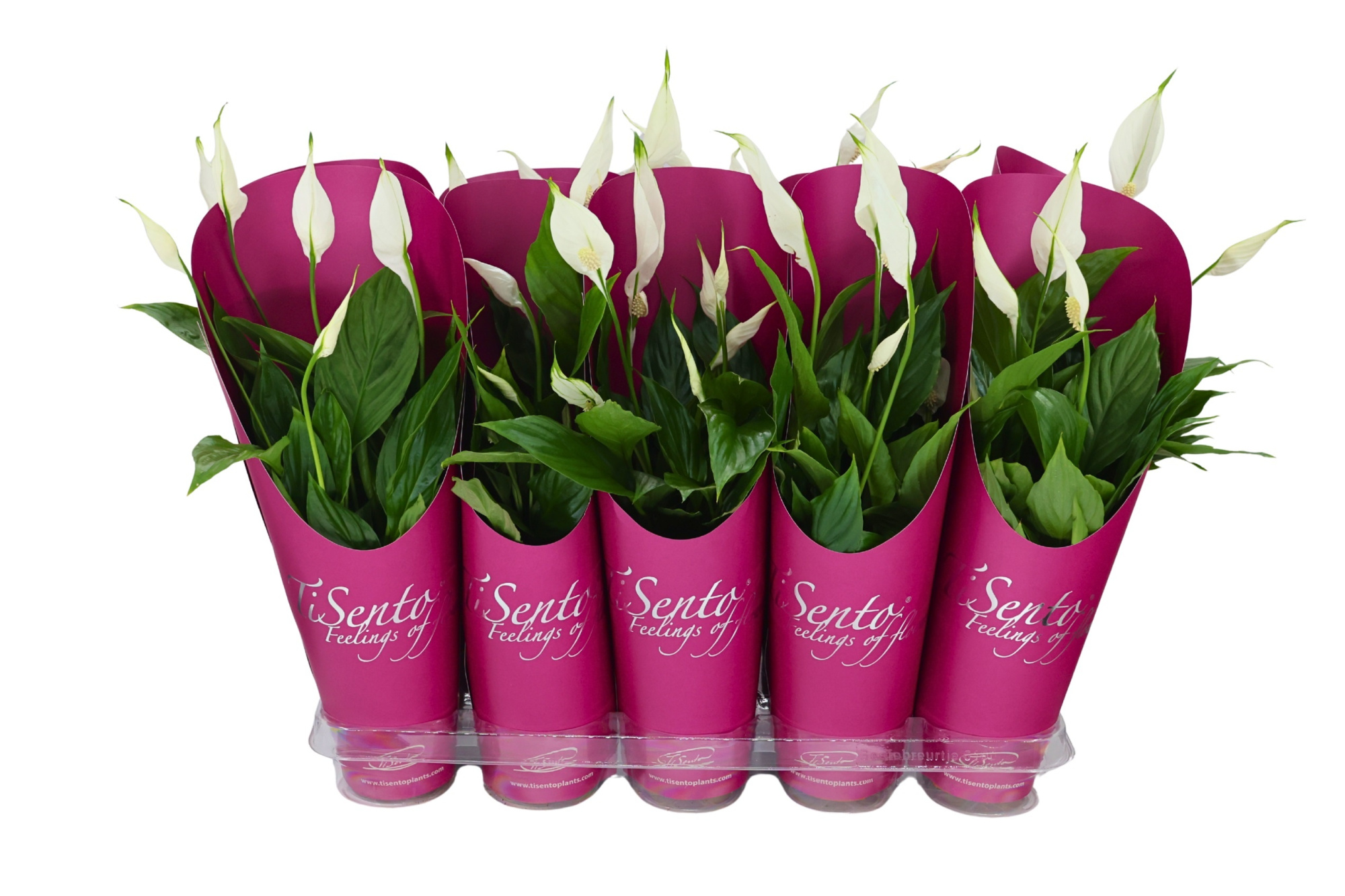 Spathiphyllum wit 12 cm - cadeaucover paars, D 12 cm