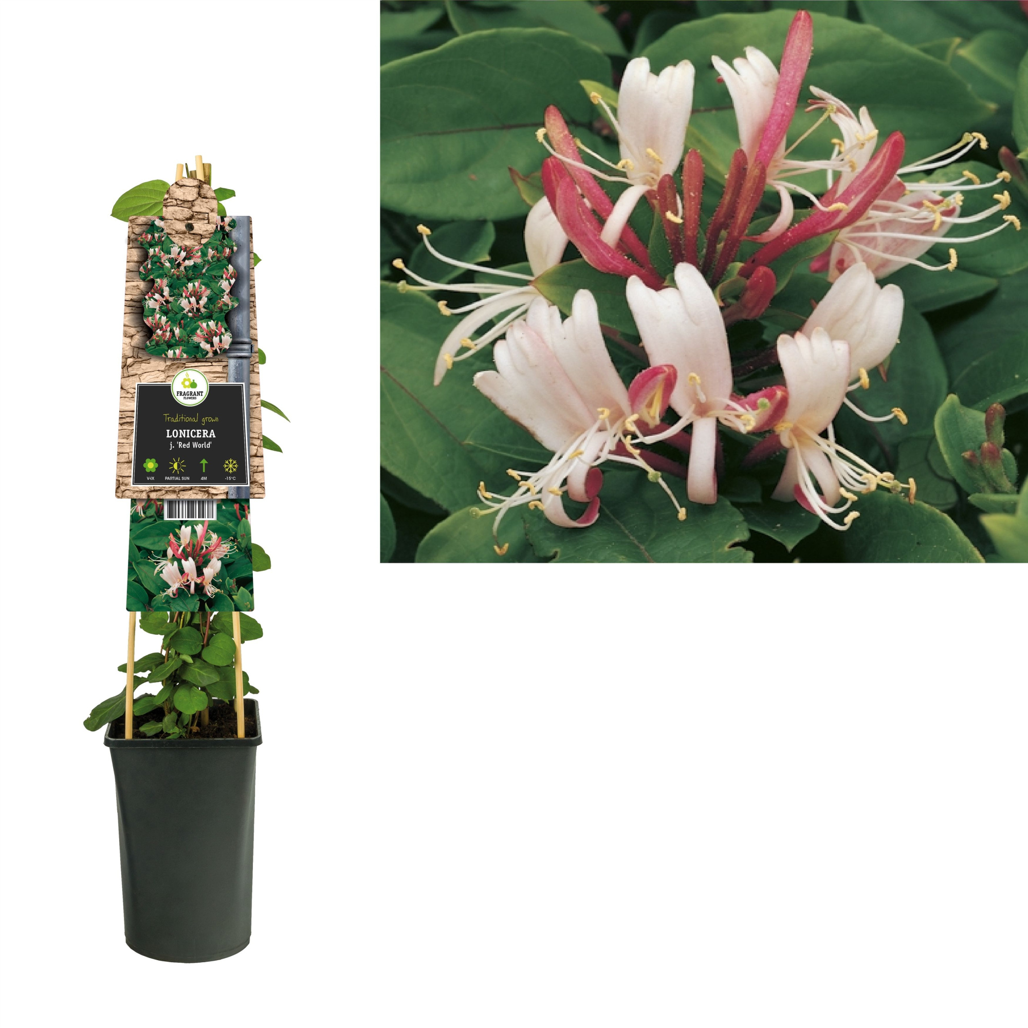 Lonicera j. 'Red World' +3.0 label, D 17 cm
